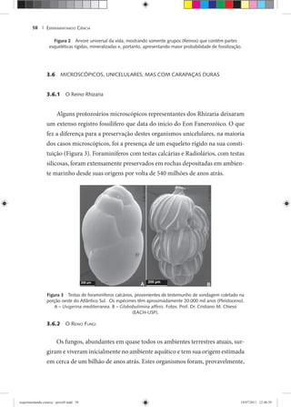 EXPERIMENTANDO CIÊNCIA58 |
Figura 2 Árvore universal da vida, mostrando somente grupos (Reinos) que contém partes
esqueléticas rígidas, mineralizadas e, portanto, apresentando maior probabilidade de fossilização.
3.6 MICROSCÓPICOS, UNICELULARES, MAS COM CARAPAÇAS DURAS
3.6.1 O Reino Rhizaria
Alguns protozoários microscópicos representantes dos Rhizaria deixaram
um extenso registro fossilífero que data do início do Eon Fanerozóico. O que
fez a diferença para a preservação destes organismos unicelulares, na maioria
dos casos microscópicos, foi a presença de um esqueleto rígido na sua consti-
tuição (Figura 3). Foraminíferos com testas calcárias e Radiolários, com testas
silicosas, foram extensamente preservados em rochas depositadas em ambien-
te marinho desde suas origens por volta de 540 milhões de anos atrás.
Figura 3 Testas de foraminíferos calcários, provenientes de testemunho de sondagem coletado na
porção oeste do Atlântico Sul. Os espécimes têm aproximadamente 20.000 mil anos (Pleistoceno).
A – Uvigerina mediterranea. B – Globobulimina afﬁnis. Fotos: Prof. Dr. Cristiano M. Chiessi
(EACH-USP).
3.6.2 O REINO FUNGI
Os fungos, abundantes em quase todos os ambientes terrestres atuais, sur-
giram e viveram inicialmente no ambiente aquático e tem sua origem estimada
em cerca de um bilhão de anos atrás. Estes organismos foram, provavelmente,
experimentando ciencia - prova9.indd 58experimentando ciencia - prova9.indd 58 19/07/2011 12:40:3919/07/2011 12:40:39
 