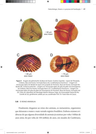 Paleontologia, fósseis e o processo de fossilização | 61
Figura 4 Imagens de palinomorfos da Bacia do Paraná: Cicatrico sisporites - esporo de Filicopsida,
Cretáceo, Bacia do Paraná, Formação Bauru (A); Lundbladispora braziliensis – Imagem em
microscopia óptica de tétrade de esporo de Lycopsida do Permiano, Bacia do Paraná, Formação Rio
Bonito (B); Gnetacea pollenites – Imagem em microscopia óptica de grão de pólen de Gimnosperma
do Cretáceo, Bacia do Paraná, Formação Bauru (C); Lundbladispora braziliensis – Imagem em
microscopia óptica de grão de pólen de Gimnosperma do Permiano, Bacia do Paraná, Formação Irati
(D). Fotos do Laboratório de Palinologia Marleni Marques Toigo, da Universidade Federal do Rio
Grande do Sul, gentilmente cedidas por seu coordenador Prof. Dr. Paulo Alves de Souza.
3.8 O REINO ANIMALIA
Finalmente chegamos ao reino dos animais, os metazoários, organismos
que deixaram o maior e mais variado registro fossilífero. Embora existam evi-
dências de que alguma diversidade de animais já existisse por volta 1 bilhão de
anos atrás, foi por volta de 530 milhões de anos, em meados do Cambriano,
experimentando ciencia - prova9.indd 61experimentando ciencia - prova9.indd 61 19/07/2011 12:40:4019/07/2011 12:40:40
 