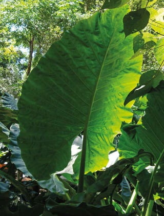 250 experiências de pagamentos por serviços ambientais no brasil
 