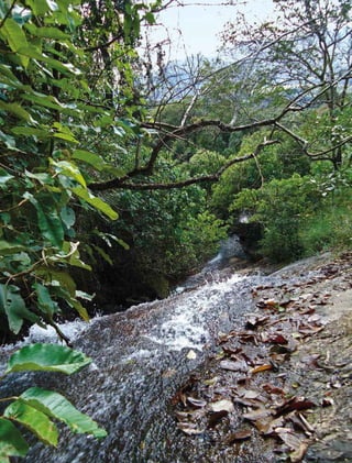 28 experiências de pagamentos por serviços ambientais no brasil
 
