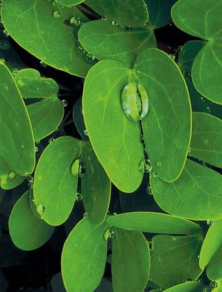 28917. PROJETO PRODUTORES DE ÁGUA
 