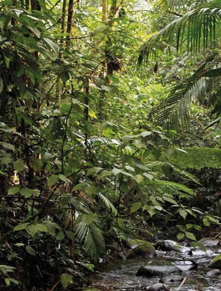 290 experiências de pagamentos por serviços ambientais no brasil
 