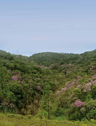 48 experiências de pagamentos por serviços ambientais no brasil
 