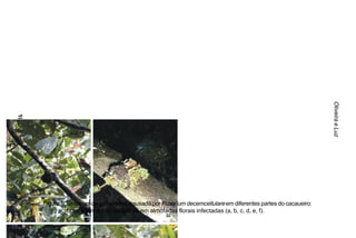 Oliveira e Luz
106




      Figura 1. Sintomas da galha-floral, causada por Fusarium decemcellulare em diferentes partes do cacaueiro:
                tipos e tamanhos de galhas em almofadas florais infectadas (a, b, c, d, e, f).
 