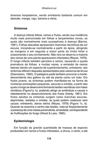 Oliveira e Luz

diversos hospedeiros, sendo entretanto bastante comum em
abacate, manga, caju, banana e citros.


  Sintomas

   A doença infecta folhas, ramos e frutos, sendo sua incidência
muito mais pronunciada em folhas e lançamentos novos, os
quais são normalmente mais susceptíveis à doença (Barros,
1981). Folhas atacadas apresentam manchas necróticas de cor
escura, iniciando-se normalmente a partir do ápice, atingindo
as margens e em seguida a maior parte do limbo foliar e
ocasionando o seu enrolamento. Não raro se observa a maioria
dos ramos de uma planta aparecerem infectados (Reyes, 1978).
O fungo infecta também pecíolos e ramos, causando a queda
prematura de folhas, e muitas vezes, a emissão de ramos
laterais dando um aspecto de superbrotamento, entretanto, tais
sintomas diferem daqueles apresentados pela vassorua-de-bruxa
(Desrosiers, 1960). O patógeno pode também provocar a morte-
descendente dos galhos ou até da planta como um todo. Em
frutos jovens, os sintomas podem manifestar-se na forma de
inúmeras pontuações pequenas, escuras e úmidas, a partir das
quais o fungo se desenvolve formando lesões necróticas com halos
cloróticos (Figura1a, b), podendo atingir as amêndoas e causar o
retardamento no desenvolvimento dos frutos (Hardy, 1961). Em
frutos adultos os sintomas surgem como manchas escuras,
deprimidas, isoladas e úmidas, as quais podem coalescer sem
causar, entretanto, danos sérios (Reyes, 1978) (Figura 1c, d).
Quando se examina o centro das lesões, nota-se freqüentemente
a presença de uma massa pulverulenta, amarelada, correspondente
às frutificações do fungo (Wood & Lass, 1985).

  Epidemiologia

   Em função da grande quantidade de massas de esporos
produzidas em ramos e frutos infectados, a chuva, o vento, e até

                              110
 