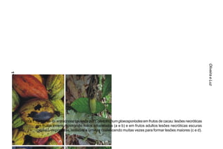 Oliveira e Luz
112




      Figura 1. Sintomas da antracnose causada por Colletotrichum gloeosporiodes em frutos de cacau: lesões necróticas
                em frutos jovens mostrando halos amarelados (a e b) e em frutos adultos lesões necróticas escuras
                (pretas), deprimidas, isoladas e úmidas coalescendo muitas vezes para formar lesões maiores (c e d).
 