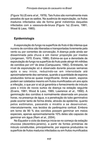 Principais doenças do cacaueiro no Brasil

(Figura 1b) (Evans et al., 1978). Tais frutos são normalmente mais
pesados do que os sadios. Na ausência de esporulação, os frutos
maduros infectados são de forma geral indistintos daqueles
infectados com a vassoura-de-bruxa (Figura 1a) (Evans, 1981;
Wood & Lass, 1985).


   Epidemiologia

   A esporulação do fungo na superfície do fruto é tão intensa que
nuvens de conídios são liberadas e transportadas livremente pelo
vento ou por correntes de convecção. A doença pode ainda ser
disseminada pela chuva e em menor proporção por insetos
(Jorgensen, 1970; Evans, 1986). Estima-se que a densidade de
esporulação do fungo na superfície do fruto pode atingir 44 milhões
de conídios por cm2 de área (Campuzano, 1982). Entretanto, tal
nível de esporulação só é observado durante poucas semanas
após o seu início, reduzindo-se em intensidade até
aproximadamente dez semanas, quando a quantidade de esporos
produzidos torna-se quase insignificante. Ainda assim, esporos
podem ser coletados mesmo em frutos mumificados um ano após
a infecção, o que por si só já garantiria o fornecimento de inóculo
para o início de novos surtos da doença na estação seguinte
(Evans, 1981; Wood & Lass, 1985, Lawrence et al., 1990). A
germinação dos conídios é normalmente observada em poucas
horas, na presença de água, e a penetração do tubo germinativo
pode ocorrer tanto de forma direta, através da epiderme, quanto
pelos estômatos, passando o micélio a se desenvolver,
intercelularmente, nos tecidos do parênquima cortical. Embora
em torno de 90 % dos conídios possam germinar em meios
especiais, apenas aproximadamente 10% deles são capazes de
germinar em água (Ram et al., 2004).
   No Equador o ciclo da doença inicia-se no começo da estação
chuvosa (dezembro-janeiro), a partir de fontes primárias de
inóculo constituídas, principalmente, por esporos produzidos na
superfície de frutos maduros infectados ou em frutos mumificados


                               117
 