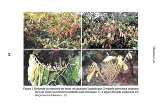 Oliveira e Luz
24




     Figura 1. Sintomas da vassoura-de-bruxa do cacaueiro causada por Crinipellis perniciosa: aspectos
               de duas áreas severamente afetadas pela doença (a, b), e alguns tipos de vassouras em
               lançamentos foliares (c, d).
 