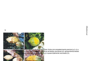 Oliveira e Luz
26




     Figura 3. Sintomas da vassoura-de-bruxa em frutos: frutos com amarelecimento precoce (a, b, d, e,
               g), deformados sem (c) e com a presença de lesões necróticas (d), apresentando lesões
               circundadas por halos amarelados (f, g), e quase totalmente necrosado (h).
 