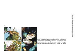 Principais doenças do cacaueiro no Brasil
27




     Figura 4. Sintomas da vassoura-de-bruxa: amontoa de frutos infectados mostrando danos internos (a).
               Amêndoas mumificadas apresentando crescimento micelial do fungo (b). Fruto esporulado
               exibindo um grande número de basidiocarpos (cogumelos) (c). Sintomas em mudas: infecção
               da gema apical (d), proliferação de brotações laterais (vassouras) (e), e mudas ou ramos
               exibindo cancros característicos (f, g).
 