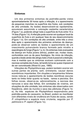 Oliveira e Luz


   Sintomas

   Um dos primeiros sintomas da podridão-parda vistos
aproximadamente 30 horas após a infecção, é o aparecimento
de pequenas manchas na superfície dos frutos, sob condições
de alta umidade. As lesões desenvolvem-se rapidamente,
escurecem assumindo a coloração castanha característica
(Figura 1 a), podendo atingir toda a superfície do fruto entre 10 a
14 dias (Figura 1 b). A infecção pode ocorrer em qualquer local da
superfície do fruto e em qualquer fase do seu desenvolvimento
(Figura 1 b). Em condições de alta umidade, entre três a cinco
dias após o aparecimento dos primeiros sintomas da doença,
pode-se observar sobre as lesões o aparecimento de um
crescimento pulverulento branco formado pelo micélio e
esporângios do fungo (Figura 1 a, b). Os sintomas mais avançados
da doença em frutos jovens (bilros), podem ser, muitas vezes,
confundidos com os de peco fisiológico. No início da infecção,
quando a lesão ainda não atingiu todo o fruto é possível a distinção,
mas à medida que os sintomas evoluem culminando com a
necrose completa dos frutos, tal tarefa torna-se quase impossível
de ser concretizada (Wood & Lass, 1985).
   Infecções de Phytophthora spp. podem também ocorrer em
outras partes da planta, sem, entretanto, causar danos
econômicos importantes. Em chupões e lançamentos foliares
novos nota-se o aparecimento de lesões necróticas escuras
tanto no limbo foliar quanto na haste, ramos e pecíolos. Em
folhas novas, observa-se, adicionalmente, a necrose das
nervuras e seca das folhas. Em condições de viveiros, em
situações de alta umidade, tais sintomas são observados com
freqüência, além da murcha e seca das plântulas (Figura 1d,
e). As três espécies de Phytophthora responsáveis pela
podridão-parda do cacaueiro, no Brasil, podem se manifestar
com diferentes níveis de virulência em frutos de cacau, sendo
P. citrophthora a espécie mais virulenta, seguida por P.
palmivora e P. capsici (Figura 1c).


                             36
 