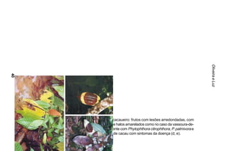 Oliveira e Luz
40




     Figura 1. Sintomas típicos da podridão-parda do cacaueiro: frutos com lesões arredondadas, com
              bordos bem definidos, e sem a presença de halos amarelados como no caso da vassoura-de-
              bruxa (a, b c), frutos inoculados artificialmente com Phytophthora citrophthora, P. palmivora e
              P. capsici, respectivamente (c), e mudas de cacau com sintomas da doença (d, e).
 