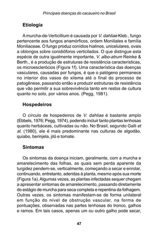 Principais doenças do cacaueiro no Brasil

  Etiologia

   A murcha-de-Verticillium é causada por V. dahliae Kleb., fungo
pertencente aos fungos anamórficos, ordem Moniliales e família
Moniliaceae. O fungo produz conídios hialinos, unicelulares, ovais
a oblongos sobre conidióforos verticilados. O que distingue esta
espécie de outra igualmente importante, V. albo-atrum Reinke &
Berth., é a produção de estruturas de resistência características,
os microesclerócios (Figura 1f). Uma característica das doenças
vasculares, causadas por fungos, é que o patógeno permanece
no interior dos vasos do xilema até o final do processo de
patogênese, passando então a produzir estruturas de resistência
que vão permitir a sua sobrevivência tanto em restos de cultura
quanto no solo, por vários anos. (Pegg, 1981).

  Hospedeiros

    O círculo de hospedeiros de V. dahliae é bastante amplo
(Ebbels, 1976; Pegg, 1974), podendo incluir tanto plantas lenhosas
quanto herbáceas, cultivadas ou não. No Brasil, segundo Galli et
al. (1980), ele é mais predominante nas culturas de algodão,
quiabo, berinjela, jiló e tomate.

  Sintomas

   Os sintomas da doença iniciam, geralmente, com a murcha e
amarelecimento das folhas, as quais sem perda aparente da
turgidez pendem-se, verticalmente, começando a secar e enrolar,
continuando, entretanto, aderidas à planta, mesmo após sua morte
(Figura 1a). Algumas vezes, as plantas infectadas sequer chegam
a apresentar sintomas de amarelecimento, passando diretamente
do estágio de murcha para seca completa e repentina da folhagem.
Outras vezes, os sintomas manifestam-se de forma unilateral
em função do nível de obstrução vascular, na forma de
pontuações, observadas nas partes lenhosas do tronco, galhos
e ramos. Em tais casos, apenas um ou outro galho pode secar,

                                 47
 