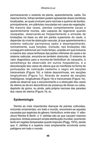Oliveira e Luz

permanecendo o restante da planta, aparentemente, sadia. Da
mesma forma, folhas também podem apresentar áreas cloróticas
localizadas, as quais evoluem para necrose e queima de bordos,
principalmente, em plântulas inoculadas em casa-de-vegetação.
Na maioria das vezes, plantas completamente secas e
aparentemente mortas, são capazes de regenerar quando
recepadas, observando-se freqüentemente a emissão de
brotações na base ou até em partes superiores do caule, a
depender do nível de obstrução vascular, já que aparentemente o
sistema radicular permanece sadio e desempenhando,
normalmente, suas funções. Contudo, tais brotações não
conseguem sobreviver por muito tempo, ocasião em que inclusive
a maioria dos vasos lenhosos das partes inferiores do caule e do
sistema radicular, encontra-se também obstruída. O sintoma de
valor diagnóstico para a murcha-de-Verticillium do cacaueiro, à
semelhança do observado em outros hospedeiros, é a
descoloração dos vasos do xilema que se manifesta na forma de
pontuações de coloração castanho a negro em secções
transversais (Figura 1b), e listras descontínuas, em secções
longitudinais (Figura 1c). Através do exame de secções
histológicas, longitudinais (Figura 1d) e transversais (Figura 1e),
pode-se observar que o escurecimento e a obstrução dos vasos
do xilema se dá em decorrência da presença de tiloses ou calos,
depósito de goma, ou ainda, pela própria necrose das paredes
dos vasos do xilema (Figura 1d, e).


   Epidemiologia

   Dentre as mais importantes doenças de plantas cultivadas,
incluindo ornamentais, em todo o mundo, encontram-se aquelas
causadas por espécies do gênero Verticillium, entre elas: V. albo-
atrum Reinke & Berth. e V. dahliae são as que causam maiores
prejuízos. Ambas possuem ampla distribuição mundial, ocorrendo
tanto em regiões temperadas quanto tropicais (Pegg, 1974), sendo
que V. dahliae é a espécie mais amplamente envolvida como
patógeno em todo o mundo.

                                48
 