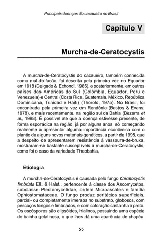 Principais doenças do cacaueiro no Brasil


                                                Capítulo V


                       Murcha-de-Ceratocystis


    A murcha-de-Ceratocystis do cacaueiro, também conhecida
como mal-do-facão, foi descrita pela primeira vez no Equador
em 1918 (Delgado & Echondi, 1965), e posteriormente, em outros
países das Américas do Sul (Colômbia, Equador, Peru e
Venezuela) e Central (Costa Rica, Guatemala, México, República
Dominicana, Trinidad e Haiti) (Thorold, 1975). No Brasil, foi
encontrada pela primeira vez em Rondônia (Bastos & Evans,
1978), e mais recentemente, na região sul da Bahia (Bezerra et
al., 1998). É possível até que a doença estivesse presente, de
forma esporádica na região, já por alguns anos, só começando
realmente a apresentar alguma importância econômica com o
plantio de alguns novos materiais genéticos, a partir de 1995, que
a despeito de apresentarem resistência à vassoura-de-bruxa,
mostraram-se bastante susceptíveis à murcha-de-Ceratocystis,
como foi o caso da variedade Theobahia.


  Etiologia

   A murcha-de-Ceratocystis é causada pelo fungo Ceratocystis
fimbriata Ell. & Halst., pertencente à classe dos Ascomycetos,
subclasse Plectomycetidae, ordem Microascales e família
Ophiostomataceae. O fungo produz peritécios superficiais,
parcial- ou completamente imersos no substrato, globosos, com
pescoços longos e fimbriados, e com coloração castanha a preto.
Os ascósporos são elipsóides, hialinos, possuindo uma espécie
de bainha gelatinosa, o que lhes dá uma aparência de chapéu.

                                 55
 