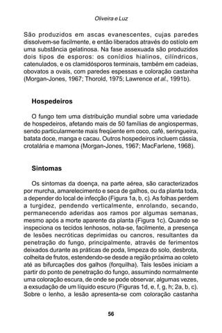Oliveira e Luz

São produzidos em ascas evanescentes, cujas paredes
dissolvem-se facilmente, e então liberados através do ostíolo em
uma substância gelatinosa. Na fase assexuada são produzidos
dois tipos de esporos: os conídios hialinos, cilíndricos,
catenulados, e os clamidósporos terminais, também em cadeias,
obovatos a ovais, com paredes espessas e coloração castanha
(Morgan-Jones, 1967; Thorold, 1975; Lawrence et al., 1991b).


   Hospedeiros

   O fungo tem uma distribuição mundial sobre uma variedade
de hospedeiros, afetando mais de 50 famílias de angiospermas,
sendo particularmente mais freqüente em coco, café, seringueira,
batata doce, manga e cacau. Outros hospedeiros incluem cássia,
crotalária e mamona (Morgan-Jones, 1967; MacFarlene, 1968).


   Sintomas

   Os sintomas da doença, na parte aérea, são caracterizados
por murcha, amarelecimento e seca de galhos, ou da planta toda,
a depender do local de infecção (Figura 1a, b, c). As folhas perdem
a turgidez, pendendo verticalmente, enrolando, secando,
permanecendo aderidas aos ramos por algumas semanas,
mesmo após a morte aparente da planta (Figura 1c). Quando se
inspeciona os tecidos lenhosos, nota-se, facilmente, a presença
de lesões necróticas deprimidas ou cancros, resultantes da
penetração do fungo, principalmente, através de ferimentos
deixados durante as práticas de poda, limpeza do solo, desbrota,
colheita de frutos, estendendo-se desde a região próxima ao coleto
até as bifurcações dos galhos (forquilha). Tais lesões iniciam a
partir do ponto de penetração do fungo, assumindo normalmente
uma coloração escura, de onde se pode observar, algumas vezes,
a exsudação de um líquido escuro (Figuras 1d, e, f, g, h; 2a, b, c).
Sobre o lenho, a lesão apresenta-se com coloração castanha


                                56
 