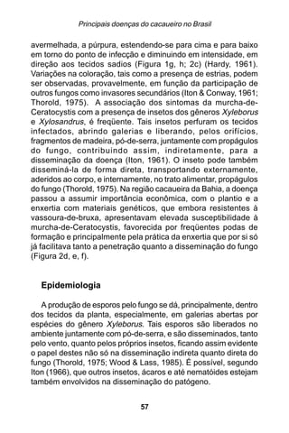 Principais doenças do cacaueiro no Brasil

avermelhada, a púrpura, estendendo-se para cima e para baixo
em torno do ponto de infecção e diminuindo em intensidade, em
direção aos tecidos sadios (Figura 1g, h; 2c) (Hardy, 1961).
Variações na coloração, tais como a presença de estrias, podem
ser observadas, provavelmente, em função da participação de
outros fungos como invasores secundários (Iton & Conway, 1961;
Thorold, 1975). A associação dos sintomas da murcha-de-
Ceratocystis com a presença de insetos dos gêneros Xyleborus
e Xylosandrus, é freqüente. Tais insetos perfuram os tecidos
infectados, abrindo galerias e liberando, pelos orifícios,
fragmentos de madeira, pó-de-serra, juntamente com propágulos
do fungo, contribuindo assim, indiretamente, para a
disseminação da doença (Iton, 1961). O inseto pode também
disseminá-la de forma direta, transportando externamente,
aderidos ao corpo, e internamente, no trato alimentar, propágulos
do fungo (Thorold, 1975). Na região cacaueira da Bahia, a doença
passou a assumir importância econômica, com o plantio e a
enxertia com materiais genéticos, que embora resistentes à
vassoura-de-bruxa, apresentavam elevada susceptibilidade à
murcha-de-Ceratocystis, favorecida por freqüentes podas de
formação e principalmente pela prática da enxertia que por si só
já facilitava tanto a penetração quanto a disseminação do fungo
(Figura 2d, e, f).


  Epidemiologia

   A produção de esporos pelo fungo se dá, principalmente, dentro
dos tecidos da planta, especialmente, em galerias abertas por
espécies do gênero Xyleborus. Tais esporos são liberados no
ambiente juntamente com pó-de-serra, e são disseminados, tanto
pelo vento, quanto pelos próprios insetos, ficando assim evidente
o papel destes não só na disseminação indireta quanto direta do
fungo (Thorold, 1975; Wood & Lass, 1985). É possível, segundo
Iton (1966), que outros insetos, ácaros e até nematóides estejam
também envolvidos na disseminação do patógeno.


                                57
 