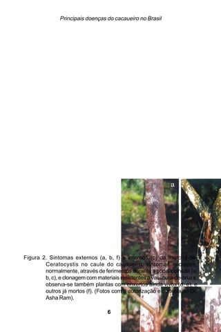 Principais doenças do cacaueiro no Brasil




Figura 2. Sintomas externos (a, b, f) e internos (c) da murcha-de-
        Ceratocystis no caule do cacaueiro: sintomas iniciados,
        normalmente, através de ferimentos durante a poda, colheita (a,
        b, c), e clonagem com materiais resistentes à vassoura-de-bruxa,
        observa-se também plantas com enxertos ainda vivos (d, e), e
        outros já mortos (f). (Fotos com a autorização e cortesia do Dr.
        Asha Ram).

                                  61
 