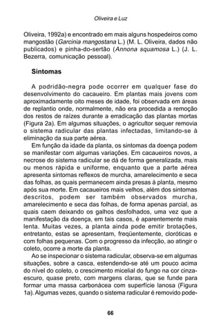 Oliveira e Luz

Oliveira, 1992a) e encontrado em mais alguns hospedeiros como
mangostão (Garcinia mangostana L.) (M. L. Oliveira, dados não
publicados) e pinha-do-sertão ( Annona squamosa L.) (J. L.
Bezerra, comunicação pessoal).

  Sintomas

    A podridão-negra pode ocorrer em qualquer fase do
desenvolvimento do cacaueiro. Em plantas mais jovens com
aproximadamente oito meses de idade, foi observada em áreas
de replantio onde, normalmente, não era procedida a remoção
dos restos de raízes durante a erradicação das plantas mortas
(Figura 2a). Em algumas situações, o agricultor sequer removia
o sistema radicular das plantas infectadas, limitando-se à
eliminação da sua parte aérea.
    Em função da idade da planta, os sintomas da doença podem
se manifestar com algumas variações. Em cacaueiros novos, a
necrose do sistema radicular se dá de forma generalizada, mais
ou menos rápida e uniforme, enquanto que a parte aérea
apresenta sintomas reflexos de murcha, amarelecimento e seca
das folhas, as quais permanecem ainda presas à planta, mesmo
após sua morte. Em cacaueiros mais velhos, além dos sintomas
descritos, podem ser também observados murcha,
amarelecimento e seca das folhas, de forma apenas parcial, as
quais caem deixando os galhos desfolhados, uma vez que a
manifestação da doença, em tais casos, é aparentemente mais
lenta. Muitas vezes, a planta ainda pode emitir brotações,
entretanto, estas se apresentam, freqüentemente, cloróticas e
com folhas pequenas. Com o progresso da infecção, ao atingir o
coleto, ocorre a morte da planta.
    Ao se inspecionar o sistema radicular, observa-se em algumas
situações, sobre a casca, estendendo-se até um pouco acima
do nível do coleto, o crescimento micelial do fungo na cor cinza-
escuro, quase preto, com margens claras, que se funde para
formar uma massa carbonácea com superfície lanosa (Figura
1a). Algumas vezes, quando o sistema radicular é removido pode-


                               66
 