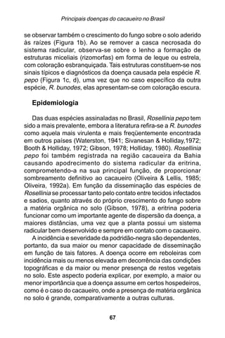 Principais doenças do cacaueiro no Brasil

se observar também o crescimento do fungo sobre o solo aderido
às raízes (Figura 1b). Ao se remover a casca necrosada do
sistema radicular, observa-se sobre o lenho a formação de
estruturas miceliais (rizomorfas) em forma de leque ou estrela,
com coloração esbranquiçada. Tais estruturas constituem-se nos
sinais típicos e diagnósticos da doença causada pela espécie R.
pepo (Figura 1c, d), uma vez que no caso específico da outra
espécie, R. bunodes, elas apresentam-se com coloração escura.

   Epidemiologia

   Das duas espécies assinaladas no Brasil, Rosellinia pepo tem
sido a mais prevalente, embora a literatura refira-se a R. bunodes
como aquela mais virulenta e mais freqüentemente encontrada
em outros países (Waterston, 1941; Sivanesan & Holliday,1972;
Booth & Holliday, 1972; Gibson, 1978; Holliday, 1980). Rosellinia
pepo foi também registrada na região cacaueira da Bahia
causando apodrecimento do sistema radicular da eritrina,
comprometendo-a na sua principal função, de proporcionar
sombreamento definitivo ao cacaueiro (Oliveira & Lellis, 1985;
Oliveira, 1992a). Em função da disseminação das espécies de
Rosellinia se processar tanto pelo contato entre tecidos infectados
e sadios, quanto através do próprio crescimento do fungo sobre
a matéria orgânica no solo (Gibson, 1978), a eritrina poderia
funcionar como um importante agente de dispersão da doença, a
maiores distâncias, uma vez que a planta possui um sistema
radicular bem desenvolvido e sempre em contato com o cacaueiro.
   A incidência e severidade da podridão-negra são dependentes,
portanto, da sua maior ou menor capacidade de disseminação
em função de tais fatores. A doença ocorre em reboleiras com
incidência mais ou menos elevada em decorrência das condições
topográficas e da maior ou menor presença de restos vegetais
no solo. Este aspecto poderia explicar, por exemplo, a maior ou
menor importância que a doença assume em certos hospedeiros,
como é o caso do cacaueiro, onde a presença de matéria orgânica
no solo é grande, comparativamente a outras culturas.


                                67
 