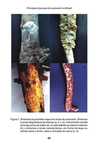 Principais doenças do cacaueiro no Brasil




Figura 1. Sintomas da podridão-negra em raízes de cacaueiro. Sintomas
          e sinais diagnósticos da doença (a, b, c, d): crescimento micelial
          do fungo acima do coleto (a), no solo aderido ao sistema radicular
          (b), e sintomas e sinais característicos, em forma de leque ou
          estrela sobre o lenho, após a remoção da casca (c, d).

                                    69
 