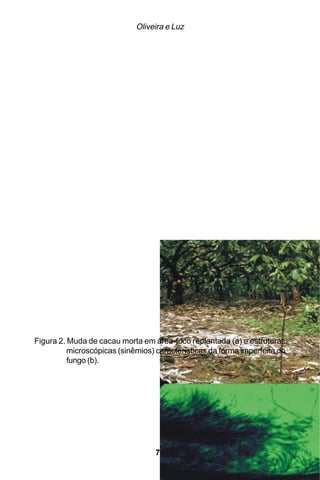 Oliveira e Luz




Figura 2. Muda de cacau morta em área-foco replantada (a) e estruturas
          microscópicas (sinêmios) características da forma imperfeita do
          fungo (b).




                                   70
 