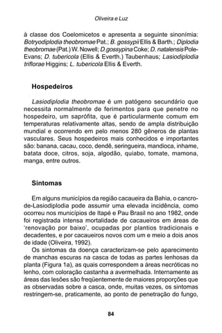 Oliveira e Luz

à classe dos Coelomicetos e apresenta a seguinte sinonímia:
Botryodiplodia theobromae Pat.; B. gossypii Ellis & Barth.; Diplodia
theobromae (Pat.) W. Nowell; D.gossypina Coke; D. natalensis Pole-
Evans; D. tubericola (Ellis & Everth.) Taubenhaus; Lasiodiplodia
triflorae Higgins; L. tubericola Ellis & Everth.


   Hospedeiros

   Lasiodiplodia theobromae é um patógeno secundário que
necessita normalmente de ferimentos para que penetre no
hospedeiro, um saprófita, que é particularmente comum em
temperaturas relativamente altas, sendo de ampla distribuição
mundial e ocorrendo em pelo menos 280 gêneros de plantas
vasculares. Seus hospedeiros mais conhecidos e importantes
são: banana, cacau, coco, dendê, seringueira, mandioca, inhame,
batata doce, citros, soja, algodão, quiabo, tomate, mamona,
manga, entre outros.


   Sintomas

    Em alguns municípios da região cacaueira da Bahia, o cancro-
de-Lasiodiplodia pode assumir uma elevada incidência, como
ocorreu nos municípios de Itapé e Pau Brasil no ano 1982, onde
foi registrada intensa mortalidade de cacaueiros em áreas de
‘renovação por baixo’, ocupadas por plantios tradicionais e
decadentes, e por cacaueiros novos com um e meio a dois anos
de idade (Oliveira, 1992).
    Os sintomas da doença caracterizam-se pelo aparecimento
de manchas escuras na casca de todas as partes lenhosas da
planta (Figura 1a), as quais correspondem a áreas necróticas no
lenho, com coloração castanha a avermelhada. Internamente as
áreas das lesões são freqüentemente de maiores proporções que
as observadas sobre a casca, onde, muitas vezes, os sintomas
restringem-se, praticamente, ao ponto de penetração do fungo,


                                84
 