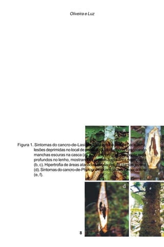 Oliveira e Luz




Figura 1. Sintomas do cancro-de-Lasiodiplodia em caules de cacaueiro:
          lesões deprimidas no local de penetração do fungo, apresentando
          manchas escuras na casca (a), e cortes, progressivamente mais
          profundos no lenho, mostrando a dimensão da área necrosada
          (b, c). Hipertrofia de áreas atacadas em caules de plantas jovens
          (d). Sintomas do cancro-de-Phytophthora em caules de cacaueiro
          (e, f).




                                    88
 