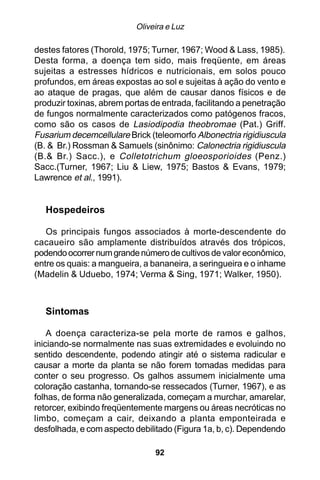 Oliveira e Luz

destes fatores (Thorold, 1975; Turner, 1967; Wood & Lass, 1985).
Desta forma, a doença tem sido, mais freqüente, em áreas
sujeitas a estresses hídricos e nutricionais, em solos pouco
profundos, em áreas expostas ao sol e sujeitas à ação do vento e
ao ataque de pragas, que além de causar danos físicos e de
produzir toxinas, abrem portas de entrada, facilitando a penetração
de fungos normalmente caracterizados como patógenos fracos,
como são os casos de Lasiodipodia theobromae (Pat.) Griff.
Fusarium decemcellulare Brick (teleomorfo Albonectria rigidiuscula
(B. & Br.) Rossman & Samuels (sinônimo: Calonectria rigidiuscula
(B.& Br.) Sacc.), e Colletotrichum gloeosporioides (Penz.)
Sacc.(Turner, 1967; Liu & Liew, 1975; Bastos & Evans, 1979;
Lawrence et al., 1991).


   Hospedeiros

   Os principais fungos associados à morte-descendente do
cacaueiro são amplamente distribuídos através dos trópicos,
podendo ocorrer num grande número de cultivos de valor econômico,
entre os quais: a mangueira, a bananeira, a seringueira e o inhame
(Madelin & Uduebo, 1974; Verma & Sing, 1971; Walker, 1950).



   Sintomas

    A doença caracteriza-se pela morte de ramos e galhos,
iniciando-se normalmente nas suas extremidades e evoluindo no
sentido descendente, podendo atingir até o sistema radicular e
causar a morte da planta se não forem tomadas medidas para
conter o seu progresso. Os galhos assumem inicialmente uma
coloração castanha, tornando-se ressecados (Turner, 1967), e as
folhas, de forma não generalizada, começam a murchar, amarelar,
retorcer, exibindo freqüentemente margens ou áreas necróticas no
limbo, começam a cair, deixando a planta emponteirada e
desfolhada, e com aspecto debilitado (Figura 1a, b, c). Dependendo

                                92
 