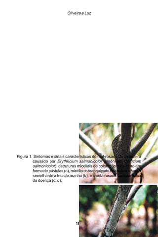 Oliveira e Luz




Figura 1. Sintomas e sinais característicos do mal-rosado do cacaueiro
         causado por Erythricium salmonicolor (sinônimo: Corticium
         salmonicolor): estruturas miceliais de coloração rosa-claro em
         forma de pústulas (a), micélio esbranquiçado fino sobre a casca
         semelhante a teia de aranha (b), e crosta rosada característica
         da doença (c, d).




                                  100
 
