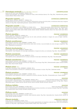 102 Petrorhagia nanteuilii (Burnat) P Ball & Heywood
                                     .W.                                                                                                    CARYOPHYLLACEAE
     Rocha da Pena, Salir, Loulé; 29SNB8023; 04/06/93; 465 m.
     Terófito muito abundante em arrelvados e clareiras de matos, sobre substratos básicos. Atl. e Reg. Med.; Helianthemetea guttatae;
     Quadros III/XLIII; III/XLVI; III/XLIX; III/LIII.


     Phagnalon rupestre                      (L.) DC.                                                                         ASTERACEAE (COMPOSITAE)
     Tigarral, Paderne, Albufeira; 29SNB7211; 19/05/94; 70 m.
     Caméfito lenhoso pouco comum que vive em tomilhais e afloramentos rochosos dos sítios áridos, normalmente sobre solos margosos
     calcários; W. Reg. Med.; Asplenietalia glandulosi; Quadros III/XLVIII; III/LXII; III/LXIII.


     Phagnalon saxatile                      (L.) Cass.                                                                       ASTERACEAE (COMPOSITAE)
     Cerro da Zorra, Amendoeira, Loulé; 29SNB9116; 21/04/93; 240 m.                            “Alecrim-das-paredes; alecrim-dos-muros; macela-da-isca”
     Caméfito muito frequente no território, especialmente em campos incultos pedregosos, sobre substrato calcário. Reg. Med.; Lygeo-
     Stipetea; Quadros III/XVI; III/XVII; III/XIX; III/XXIII; III/XXIV; III/XXVI; III/XXXV; III/XXXVII; III/XXXVIII; III/XLVI; III/L; III/LII; III/LIII; III/LIV; III/LXI;
     III/LXII; III/LXXVII.


     Phalaris aquatica L.                                                                                                            POACEAE (GRAMINEAE)
     Paderne, Albufeira; 29SNB7210; 10/05/95; 40 m.                                                          “Carriço-das-searas”
     Hemicriptófito pouco frequente no território que vive em solos profundos cultivados e margens de cursos de água; Latemed.;
     Holoschoenetalia vulgaris; Quadro III/XIII.


     Phalaris arundinaceae                       L.                                                                                  POACEAE (GRAMINEAE)
     Ribeira Menaval, Querença, Loulé; 29SNB8817; 01/05/93; 130 m.                                                “Alpista-brava”
     Hemicriptófito comum em arrelvados desenvolvidos sobre solos húmidos, nas proximidades de cursos de água e lagoachos; Reg.
     Med.; Phalaridenion arundinaceae.


     Phalaris brachystachys                        Link                                                                              POACEAE (GRAMINEAE)
     Nave do Barão, Salir, Loulé; 29SNB8419; 03/04/94; 160 m.                                                             “Alpista-brava”
     Hemicriptófito muito frequente, em locais algo ruderalizados e margens de cultivos, em arrelvados; Reg. Med.; Thero-Brometalia.


     Phalaris canariensis L.                                                                                                         POACEAE (GRAMINEAE)
     Ribeira das Mercês, Aldeia da Tôr, Loulé; 29SNB8716; 110 m.                                                        “Alpista-brava”
     Hemicriptófito comum, particularmente em campos cultivados e locais algo ruderalizados; Reg. Med.; Thero-Brometalia.


     Phalaris coerulescens Desf.                                                                                                     POACEAE (GRAMINEAE)
     Ribeira Menaval, Querença, Loulé; 29SNB8817; 01/05/93; 130 m.                                                   “Alpista-brava”
     Hemicriptófito comum em arrelvados húmidos que marginam cursos de água; Reg. Med.; Holoschoenetalia vulgaris; Quadros III/XXIX;
     III/XLI; III/LVI; III/LVII; III/LVIII; III/LXIV.


     Phalaris minor               Retz.                                                                                              POACEAE (GRAMINEAE)
     Fonte Filipe, Amendoeira, Loulé; 29SNB9215; 26/05/94; 160 m.                                                                                              “Alpista”
     Terófito muito abundante no território em arrelvados de campos cultivados e incultos; Reg. Med.; Stellarietea mediae.


     Phalaris paradoxa L.                                                                                                            POACEAE (GRAMINEAE)
     Ribeira Menaval, Querença, Loulé; 29SNB8817; 01/05/93; 130 m.                                                                 “Alpista”
     Hemicriptófito muito frequente no território, sobretudo em terrenos cultivados; Reg. Med.; Centaureetalia cyani; Quadro III/XXVII.


     Phillyrea angustifolia L.                                                                                                                           OLEACEAE
     Cerro da Cabeça, Moncarapacho, Olhão; 29SPB0807; 26/03/93; 200 m.                                  “Aderno-das-folhas-estreitas; lentisco-bastardo“
     Nanofanerófito, indiferente edáfico, muito frequente no território, particularmente em machiais e bosques; W. Reg. Med.; Pistacio-
     Rhamnetalia alaterni; Quadros III/LXVI; III/LXVIII; III/LXX; III/LXXI; III/LXXIII; III/LXXIV; III/LXXVI; III/LXXVII.


     Phillyrea latifolia L.                                                                                                                              OLEACEAE
     Rocha da Pena, Salir, Loulé; 29SNB8023; 31/10/94; 460 m.                                         “Aderno-das-folhas-largas; agraço”
     Micro ou Mesofanerófito muito abundante nos sítios térmicos e húmidos do território, em machiais e bosques; Reg. Med.; Quercetalia
     ilicis; Quadros III/LXI; III/LXX; III/LXXI; III/LXXIII; III/LXXIV; III/LXXVI.


     Phillyrea media L.                                                                                                                                  OLEACEAE
     Rocha da Pena, Salir, Loulé; 29SNB8023; 31/10/94; 410 m.                                                                 “Aderno”
     Microfanerófito comum em bosques e machiais, sobre substrato calcário; Reg. Med.; Quercetalia ilicis; Quadros III/LXX; III/LXXI; III/
     LXXIII; III/LXXV; III/LXXVI; III/LXXVII.


     Phlomis lychnitis                  L.                                                                                            LAMIACEAE (LABIATAE)
     Costa, Estoi, Faro; 29SNB9906; 21/04/93; 140 m.                                                         “Salva-brava; candeiolas”
     Caméfito lenhoso muito frequente em sítios térmicos e secos, especialmente em espartais e orlas de matos, sobre solos pedregosos
     calcários; W. Reg. Med.; Lygeo-Stipetalia; Quadros III/XXIV; III/XXVI; III/LII; III/LXI; III/LXIII.


     A FLORA
 