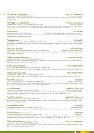 106 Polypogon maritimus Willd.                                                                                            POACEAE (GRAMINEAE)
    Ribeira Asseca, Tavira; 29SPB1412; 29/08/96; 40 m.                                                            “Rabo-de-zorra-macio”
    Terófito ruderal e nitrófilo muito frequente em campos cultivados e outros locais removidos, sobre solos húmidos de textura arenosa;
    Atl. e Reg. Med.


    Polypogon monspeliensis (L.) Desf.                                                                                    POACEAE (GRAMINEAE)
    Fonte Benémola, Querença, Loulé; 29SNB8818; 11/11/94; 140 m.                                                                       “Rabo-de-zorra-macio”
    Terófito ruderal e nitrófilo muito comum em terrenos cultivados e outros locais removidos, sobre solos húmidos de textura arenosa;
    Cosmop.; Agropyro-Rumicion crispi; Quadros III/VI; III/VII; III/VIII; III/XIII; III/XIV; III/XV; III/XVI; III/LV; III/LVI; III/LX.


    Populus alba L.                                                                                                                       SALICACEAE
    Asseca, Tavira; 29SPB1413; 29/08/96; 50 m.                    “Álamo-branco; álamo; álamo-branco; choupo-branco; faia-branca”
    Mesofanerófito pouco frequente no território que ocorre espontaneamente em bosques ribeirinhos; Reg. Eurosib. e Reg. Med.;
    Populetalia albae; Quadros III/LXIV; III/LXVII.


    Populus nigra L.                                                                                                                      SALICACEAE
    Ribeira de Quarteira, Paderne, Albufeira; 29SNB7211; 27/08/94; 30 m.            “Choupo-negro; álamo-negro; álamo-líbico”
    Mesofanerófito frequentemente cultivado que aparece de forma espontânea nas margens dos cursos de água; Salici-Populetea;
    Quadro III/XL.


    Portulaca oleracea L.                                                                                                          PORTULACACEAE
    Poço Mariano, Azinhal, Boliqueime, Albufeira; 29SNB7209; 15/09/95; 60 m.                           “Beldroega; baldroaga; bredo-fêmea”
    Terófito ruderal e nitrófilo muito abundante no território, sobretudo em cultivos irrigados e caminhos; Cosmop.; Chenopodion muralis;
    Quadros III/XXX; III/XXXII; III/LX.


    Potamogeton nodosus Poir.                                                                                               POTAMOGETONACEAE
    Fonte Benémola, Querença, Loulé; 29SNB8818; 29/08/96; 150 m.
    Hidrófito pouco comum, característico de cursos de águas básicas, pouco profundas que chegam a secar nos estios prolongados;
    Holárctico; Ranunculion fluitantis; Quadro III/IV; III/XI.


    Potamogeton lucens L.                                                                                                   POTAMOGETONACEAE
    Moinho do Pomarinho, Ribeira da Asseca, Tavira; 29SPB1413; 29/08/96; 30 m.
    Hidrófito muito raro no território que vive em cursos de águas básicas mesotróficas profundas.; Holárctico; Potametalia; Quadro III/III.


    Potamogeton pusillus L.                                                                                                 POTAMOGETONACEAE
    Fonte Benémola, Querença, Loulé; 29SNB8818; 05/07/93; 150 m.
    Hidrófito pouco frequente que vive em cursos de águas básicas, pouco profundas; Holárctico; Ranunculion fluitantis; Quadro III/IV.


    Potentilla reptans L.                                                                                                                   ROSACEAE
    Quinta do Freixo Verde, Salir, Loulé; 29SNB7724; 10/04/94; 260 m.                                        “Potentila; cinco-em-rama”
    Hemicriptófito pouco comum no território, característico de arrelvados húmidos, mais ou menos nitrificados, que marginam os cursos
    de água. Holárctico; Plantaginetalia majoris; Quadros III/LVI; III/LVII; III/LXVII.


    Prasium majus              L.                                                                                          LAMIACEAE (LABIATAE)
    S. Romão, S, Brás de Alportel; 29SNB9413; 20/12/95; 120 m.                                                               “Prásio; madre-de-esmeralda”
    Nanofanerófito muito frequente em machiais termófilos e em fissuras de afloramentos rochosos de calcários; Reg. Med.; Pistacio-
    Rhamnetalia alaterni; Quadros III/XVII; III/XX; III/XXI; III/XXII; III/XLI; III/LXXIII; III/LXXIV; III/LXXV; III/LXXVI; III/LXXVII.


    Prunella vulgaris L.                                                                                                   LAMIACEAE (LABIATAE)
    S. Romão, S, Brás de Alportel; 29SNB9413; 20/12/95; 120 m.                                        “Prunela; erva-férrea; barral”
    Nanofanerófito muito frequente em machiais termófilos e em fissuras de afloramentos rochosos de calcários; Reg. Med.; Molinio-
    Arrhenatheretea; Quadro III/LVIII.


    Prunus domestica L.                                                                                                                     ROSACEAE
    Foupana, Moncarapacho, Olhão; 29SPB0809; 10/07/94; 100 m.                                                          “Ameixeira-europeia”
    Microfanerófito introduzido, originário do Oriente (Cáucaso), pouco frequente no território que vive em sebes e margens de caminhos.


    Prunus dulcis (Miller) D.A. Webb                                                                                                        ROSACEAE
    Fonte Filipe, Amendoeira, Loulé; 29SNB9114; 30/04/95; 240 m.                                                     “Amendoeira”
    Microfanerófito introduzido, originário do Mediterrâneo Oriental (Mesopotâmia, Turquestão e Argélia), extensivamente cultivado,
    aparecendo também de forma subespontânea em campos incultos, sebes e margens de caminhos; Reg. Med.


    Psilurus incurvus (Gouan) Schinz & Thell.                                                                             POACEAE (GRAMINEAE)
    Rocha da Pena, Salir, Loulé; 29SNB7923; 05/06/94; 460 m.
    Terófito pouco comum no território, próprio de sítios secos, em arrelvados anuais e clareiras de matos, sobre solos arenosos; Reg.
    Med.; Trachynietalia distachyae; Quadro III/XXXV.


    A FLORA
 