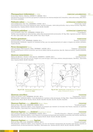 Pterospartum tridentatum (L.) Willk.                                                                        FABACEAE (LEGUMINOSAE)                  107
Pé da Corça; Paderne; Albufeira; 29SNB6713; 28/04/95; 140 m.                                                             “Carqueja”
Nanofanerófito escasso no território que apenas foi observado nas mesmas estações da G. triacanthos, sobre solos ácidos; Med.-Ibero-
Atl. Ericion umbellatae.

Pulicaria odora            (L.) Reichenb.                                                                 ASTERACEAE (COMPOSITAE)
Cerro da Bemposta, Estoi, Faro; 29SNB9808; 31/05/93; 140 m.                                                “Erva-montã; montã”
Hemicriptófito muito comum em clareiras de matos, machiais e bosques, sobre solos profundos, mais ou menos húmidos; Reg. Med.;
Quercetea ilicis; Quadros III/XLIV; III/XLVIII; III/LXII; III/LXIII; III/LXXIII.


Pulicaria paludosa              Link                                                                      ASTERACEAE (COMPOSITAE)
Cerro do Guilhim, Estoi, Faro; 29SNB9606; 07/06/94; 80 m.                                                      “Erva-pulgueira”
Terófito muito abundante em sítios húmidos, sobre solos temporariamente encharcados; W. Reg. Med.; Agrostion pourretii; Quadros
III/I; III/VI; III/VII; III/VIII; III/IX; III/X; III/XV; III/XXIX; III/LV; III/LVI; III/LVIII.

Punica granatum L.                                                                                                             PUNICACEAE
Campina de Baixo, Loulé; 29SNB8409; 30/06/94; 60 m.                                                      “Romeira; romanzeira”
Microfanerófito introduzido, originário do Sudoeste da Ásia, que vive espontaneamente em sebes e margens de campos cultivados;
Quadro III/LXVIII.

Pyrus bourgaeana Decne                                                                                                            ROSACEAE
Cerro da Cabeça, Moncarapacho, Olhão; 29SPB0807; 16/03/95; 200 m.                                        “Catapreiro; pereiro-bravo”
Microfanerófito pouco comum no território, que vive em sebes e bermas de caminhos; Iber.-Atl.; Quercion broteroi; Quadros III/XXXVII;
III/LXVI.

Quercus canariensis Willd                                                                                                         FAGACEAE
Ribeira das Mercês, S. Romão, S. Brás Alportel; 29SNB9415; 13/04/94; 240 m.                                 “Carvalho-africano”
Mesofanerófito muito raro que vive em margens de cursos de água, sobre solos calcários descarbonatados; Iber-Maur.; Quercetalia
ilicis; Quadros III/LXX; III/LXXI; III/LXXVII.




            Fig. II/1.35 - Distribuição virtual de Quercus                   Fig. II/1.34 - Distribuição virtual de Quercus faginea
                           canariensis Willd.                                             subsp. (Coutinho) A. Camus.


Quercus coccifera L.                                                                                                              FAGACEAE
Cabeço da Câmara; Loulé; 29SNB8308; 20/12/95; 180 m.                                                                     “Carrasqueiro; carrasco”
Microfanerófito, indiferente edáfico, muito abundante em machiais e orlas de bosques; W. Reg. Med.; Pistacio-Rhamnetalia alaterni;
Quadros III/LII; III/LXI; III/LXII; III/LXVI; III/LXX; III/LXXI; III/LXXIII; III/LXXIV; III/LXXV; III/LXXVI; III/LXXVII.


Quercus faginea subsp. alpestris (Boiss.)                      Maire                                                              FAGACEAE
Rocha da Pena, Salir, Loulé; 29SNB7923; 05/06/94; 460 m.                                                  “Carvalho-português”
Mesofanerófito, indiferente edáfico, muito frequente nos bosques que revestem as encostas mais frescas, expostas ao quadrante
Norte. Iber-Maur.; Quercetalia ilicis; Quadros III/LXX; III/LXXI.


Quercus faginea subsp. broteroi (Coutinho) A. Camus                                                                               FAGACEAE
Cerro de Bemposta, Estoi, Faro; 29SNB99008; 23/04/93; 300 m.                       “Carvalho-cerquinho; c.-felpudo c.-português; cerquinho”
Mesofanerófito, indiferente edáfico, muito frequente nos bosques de Quercíneas que revestem as encostas mais frescas, expostas ao
quadrante Norte. Iber.- Atl.; Quercion broteroi; Quadros III/LXII; III/LXX; III/LXXI; III/LXXIII; III/LXXVII.


Quercus faginea Lam. subsp. faginea                                                                                               FAGACEAE
Rocha da Pena, Salir, Loulé; 29SNB7923; 05/06/94; 460 m.                                                                 “Carvalho-português”
Mesofanerófito, indiferente edáfico, pouco frequente, que vive nos bosques marcescentes das encostas mais frescas, expostas ao
quadrante Norte, do Barrocal dolomítico. Iber-Maur.; Quercetalia ilicis; Quadros III/LXVI; III/LXX; III/LXXI; III/LXXIII; III/LXXVII.


                                                                                                                                          A FLORA
 