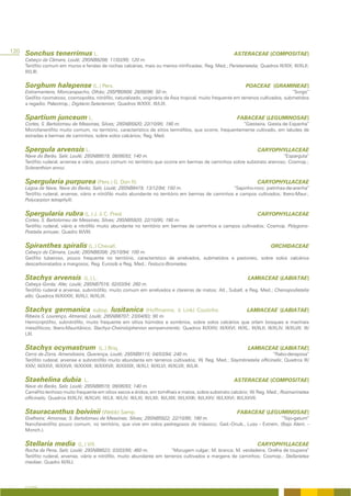 120 Sonchus tenerrimus L.                                                                                    ASTERACEAE (COMPOSITAE)
    Cabeço da Câmara, Loulé; 29SNB8208; 11/03/95; 120 m.
    Terófito comum em muros e fendas de rochas calcárias, mais ou menos nitrificadas; Reg. Med.; Parietarietalia; Quadros III/XIX; III/XLII;
    III/LIII.


    Sorghum halepense (L.) Pers.                                                                                   POACEAE (GRAMINEAE)
    Estiramantens, Moncarapacho, Olhão; 29SPB0908; 28/08/96; 50 m.                                                                    “Sorgo”
    Geófito rizomatoso, cosmopolita, nitrófilo, naturalizado, originário da Ásia tropical, muito frequente em terrenos cultivados, submetidos
    a regadio. Paleotrop.; Digitario-Setarienion; Quadros III/XXX; III/LIX.


    Spartium junceum L.                                                                                       FABACEAE (LEGUMINOSAE)
    Cortes, S. Bartolomeu de Messines, Silves; 29SNB5920; 22/10/95; 180 m.                                 “Giesteira; Giesta de Espanha”
    Microfanerófito muito comum, no território, característico de sítios termófilos, que ocorre, frequentemente cultivado, em taludes de
    estradas e bermas de caminhos, sobre solos calcários; Reg. Med.


    Spergula arvensis L.                                                                                                 CARYOPHYLLACEAE
    Nave do Barão, Salir, Loulé; 29SNB8519; 09/06/93; 140 m.                                                              “Esparguta”
    Terófito ruderal, arvense e viário, pouco comum no território que ocorre em bermas de caminhos sobre substrato arenoso; Cosmop.;
    Scleranthion annui.


    Spergularia purpurea (Pers.) G. Don fil.                                                                             CARYOPHYLLACEAE
    Lagoa da Nave, Nave do Barão, Salir, Loulé; 29SNB8419; 13/12/94; 150 m.                          “Sapinho-roxo; patinhas-de-aranha”
    Terófito ruderal, arvense, viário e nitrófilo muito abundante no território em bermas de caminhos e campos cultivados; Ibero-Maur.;
    Polycarpion tetraphylli.


    Spergularia rubra (L.) J. & C. Presl                                                                                 CARYOPHYLLACEAE
    Cortes, S. Bartolomeu de Messines, Silves; 29SNB5920; 22/10/95; 180 m.
    Terófito ruderal, viário e nitrófilo muito abundante no território em bermas de caminhos e campos cultivados; Cosmop. Polygono-
    Poetalia annuae; Quadro III/VIII.


    Spiranthes spiralis (L.) Chevall.                                                                                          ORCHIDACEAE
    Cabeço da Câmara, Loulé; 29SNB8308; 25/10/94; 100 m.
    Geófito tuberoso, pouco frequente no território, característico de arrelvados, submetidos a pastoreio, sobre solos calcários
    descarbonatados a margosos; Reg. Eurosib e Reg. Med.; Festuco-Brometea.


    Stachys arvensis             (L.) L.                                                                            LAMIACEAE (LABIATAE)
    Cabeça Gorda; Alte; Loulé; 29SNB7516; 02/03/94; 260 m.
    Terófito ruderal e arvense, subnitrófilo, muito comum em arrelvados e clareiras de matos; Atl., Subatl. e Reg. Med.; Chenopodietalia
    albi; Quadros III/XXXIX; III/XLI; III/XLIX.


    Stachys germanica                 subsp.     lusitanica     (Hoffmanns. & Link) Coutinho                       LAMIACEAE (LABIATAE)
    Ribeira S. Lourenço, Almansil, Loulé; 29SNB8707; 23/04/93; 90 m.
    Hemicriptófito, subnitrófilo, muito frequente em sítios húmidos e sombrios, sobre solos calcários que orlam bosques e machiais
    mesofíticos; Ibero-Mauritânico; Stachyo-Cheirolophenion sempervirentis; Quadros III/XXIV; III/XXVI; III/XL; III/XLII; III/XLIV; III/XLVII; III/
    LIII.


    Stachys ocymastrum                     (L.) Briq.                                                               LAMIACEAE (LABIATAE)
    Cerro da Zorra, Amendoeira, Querença, Loulé; 29SNB9115; 04/03/94; 240 m.                                             “Rabo-deraposa”
    Terófito ruderal, arvense e subnitrófilo muito abundante em terrenos cultivados; W. Reg. Med.; Sisymbrietalia officinalis; Quadros III/
    XXIV; III/XXVI; III/XXVII; III/XXXIII; III/XXXVII; III/XXXIX; III/XLI; III/XLVI; III/XLVII; III/LIII.


    Staehelina dubia             L.                                                                          ASTERACEAE (COMPOSITAE)
    Nave do Barão, Salir, Loulé; 29SNB8519; 09/06/93; 140 m.
    Caméfito lenhoso muito frequente em sítios secos e áridos, em tomilhais e matos, sobre substrato calcário; W. Reg. Med.; Rosmarinetea
    officinalis; Quadros III/XLIV; III/XLVII; III/LII; III/LIV; III/LXI; III/LXII; III/LXIII; III/LXXIII; III/LXXV; III/LXXVI; III/LXXVII.


    Stauracanthus boivinii (Webb) Samp.                                                                       FABACEAE (LEGUMINOSAE)
    Gralheira; Amorosa; S. Bartolomeu de Messines; Silves; 29SNB5922; 22/10/95; 180 m.                                “Tojo-gatum”
    Nanofanerófito pouco comum, no território, que vive em solos pedregosos do triássico; Gad.-Onub., Luso - Extrem. (Bajo Alent. -
    Monch.).


    Stellaria media           (L.) Vill.                                                                                 CARYOPHYLLACEAE
    Rocha da Pena, Salir, Loulé; 29SNB8023; 03/03/95; 460 m.              “Morugem vulgar; M. branca; M. verdadeira; Orelha de toupeira”
    Terófito ruderal, arvense, viário e nitrófilo, muito abundante em terrenos cultivados e margens de caminhos; Cosmop.; Stellarietea
    mediae; Quadro III/XLI.




    A FLORA
 