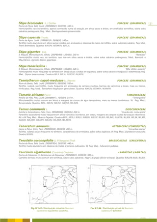 Stipa bromoides                (L.) Dörfler                                                                            POACEAE (GRAMINEAE)                   121
Rocha da Pena, Salir, Loulé; 29SNB8023; 03/07/95; 340 m.
Hemicriptófito raro no território, apenas conhecido numa só estação, em sítios secos e áridos, em arrelvados termófilos, sobre solos
calcários pedregosos; Reg. Med.; Brachypodietalia phoenicoidis.


Stipa capensis Thunb.                                                                                                  POACEAE (GRAMINEAE)
Pedra de Água, Loulé; 29SNB8109; 28/04/93; 140 m.
Terófito muito abundante em sítios secos e áridos, em arrelvados e clareiras de matos termófilos, sobre substrato calcário; Reg. Med.
Thero-Brometalia; Quadros III/XXXV; III/XXXVII; III/XLIX.


Stipa gigantea              Link                                                                                       POACEAE (GRAMINEAE)
S. Miguel, Moncarapacho, Olhão; 29SPB0406; 12/04/93; 240 m.                                                           “Baracejo”
Hemicriptófito muito raro, no território, que vive em sítios secos e áridos, sobre solos calcários pedregosos; Med., Ibero-Atl. e
Mauritânico; Agrostio-Stipion giganteae.


Stipa tenacissima L.                                                                                                   POACEAE (GRAMINEAE)
S. Miguel, Moncarapacho, Olhão; 29SPB0406; 12/04/93; 240 m.                                                      “Alfa; alfafa; esparto”
Hemicriptófito muito frequente no território em sítios secos e áridos em espartais, sobre solos calcários margosos e dolomíticos; Reg.
Med.; Stipion tenacissimae; Quadros III/LII; III/LXI; III/LXXIV; III/LXXVI.


Taeniatherum caput-medusae (L.) Nevski                                                                                 POACEAE (GRAMINEAE)
Nave do Barão, Salir, Loulé; 29SNB8419; 08/05/96; 160 m.
Terófito, ruderal, subnitrófilo, muito frequente em arrelvados de campos incultos, bermas de caminhos e locais, mais ou menos,
nitrificados; Reg. Med.; Taeniathero-Aegilopion geniculatae; Quadros III/XXXV; III/XXXVI; III/XXXVII.


Tamarix africana Poiret                                                                                                            TAMARICACEAE
Ribeira de Alte, Alte, Loulé; 29SNB8817; 10/05/94; 210 m.                                                 “Tamargueira”
Microfanerófito muito comum em leitos e margens de cursos de água temporários, mais ou menos caudalosos; W. Reg. Med.;
Tamaricetalia; Quadros III/XL; III/LXV; III/LXVI; III/LXVII; III/LXVIII.


Tamus communis L.                                                                                                                DIOSCOREACEAE
Azinhal e Amendoeira, Estoi, Faro; 29SNB9908; 30/05/94; 200 m.                                                            “Uva-de-cão; norsa-preta”
Fanerófito escandente muito frequente em sítios húmidos e sombrios, em sebes, margens de campos e orlas de bosques ribeirinhos.
Atl. e W. Reg. Med.; Querco-Fagetea; Quadros III/XL; III/XLI; III/XLII; III/XLVII; III/LXIV; III/LXVI; III/LXVII; III/LXVIII; III/LXIX; III/LXX; III/LXXI;
III/LXXII; III/LXXIII; III/LXXIV; III/LXXV; III/LXXVI; III/LXXVII.


Tanacetum annuum L.                                                                                              ASTERACEAE (COMPOSITAE)
Lagos e Relva; Estoi; Faro; 29SNB9508; 29/08/96; 200 m.                                                                 “Joina-das-searas”
Terófito, ruderal, pouco frequente no território, característico de arrelvados, sobre solos argilosos; W. Reg. Med.; Diplotaxion erucoidis;
Quadro III/XXIX.


Teesdalia coronopifolia (J. P. Bergeret) Thell.                                                              BRASSICACEAE (CRUCIFERAE)
Rocha da Pena, Salir, Loulé; 29SNB7824; 26/07/95; 440 m.
Terófito muito abundante em clareiras de matos e terrenos cultivados; W. Reg. Med.; Tuberarion guttatae.


Teucrium algarbiense (Coutinho) Coutinho                                                                                LAMIACEAE (LABIATAE)
Rocha de Messines, S. Bartolomeu de Messines; 29SNB6823; 23/05/95; 300 m.
Caméfito lenhoso muito comum em tomilhais, sobre solos calcários; Algarv.; Eryngio-Ulicion erinacei; Quadros III/XLVIII;III/LII; III/LXIII.




               Fig. II/1.43 - Distribuição virtual de Teucrium                         Fig. II/1.44 - Distribuição virtual de Teucrium
                      algarbiense (Coutinho) Coutinho.                                              lusitanicum Schreber.


                                                                                                                                                   A FLORA
 