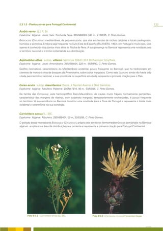 2.3.1.2 - Plantas novas para Portugal Continental                                                                              133

Arabis verna (L.) R. Br.
Espécime: Algarve: Loulé: Salir: Rocha da Pena: 29SNB8024, 340 m, 21/03/95, C. Pinto-Gomes.

BASSICACEAE (CRUCIFERAE) mediterrânea, de pequeno porte, que vive em fendas de rochas calcárias e locais pedregosos,
húmidos e sombrios. Embora seja frequente no Sul e Este de Espanha (TALAVERA, 1993), em Portugal é muito rara, pois
apenas é conhecida dos pontos mais altos da Rocha da Pena. A sua presença no Barrocal representa uma novidade para
o território nacional e o limite ocidental da sua distribuição.


Asphodelus albus subsp. villarsii (Verlot ex Billot) I.B.K Richardson Smythies
Espécime: Algarve: Loulé: Amendoeira: 29SNB8024, 220 m, 05/04/93, C. Pinto-Gomes.

Geófito rizomatoso, característico do Mediterrâneo ocidental, pouco frequente no Barrocal, que foi herborizado em
clareiras de matos e orlas de bosques da Amendoeira, sobre solos margosos. Como esta LILLIACEAE ainda não havia sido
citada para território nacional, a sua ocorrência na superfície estudada representa a primeira citação para o País.


Carex acuta subsp. mauritanica (Boiss. & Reuter) Asensi & Díez Garretas
Espécime: Algarve: Albufeira: Paderne: 29SNB7210, 40 m, 03/01/95, C. Pinto-Gomes.

Da família das CYPERACEAE, este hemicriptófito Íbero-Mauritânico, de caules muito frágeis normalmente pendentes,
característico das margens de ribeiros, com substrato margoso, temporariamente encharcadas, é pouco frequente
no território. A sua existência no Barrocal constitui uma novidade para a Flora de Portugal e representa o limite mais
ocidental e setentrional da sua corologia.


Carrichtera annua (L.) DC.
Espécime: Algarve: Albufeira: 29SNB6404, 50 m, 20/03/95, C. Pinto-Gomes.

O achado desta interessante BASSICACEAE (CRUCIFERAE), própria dos territórios termomediterrânicos semiáridos no Barrocal
algarvio, amplia a sua área de distribuição para ocidente e representa a primeira citação para Portugal Continental.




       Foto II/3.2 – Carrichtera annua (L.) DC.                   Foto II/3.3 – Centaurea occasus Fernández-Casas.



                                                                                                                     A FLORA
 