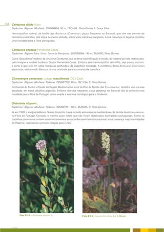 134 Centaurea diluta Aiton
     Espécime: Algarve: Albufeira: 29SNB6404, 50 m, 12/04/94, Pinto-Gomes & Graça Silva

     Hemicriptófito ruderal, da família das ASTERACEAE (COMPOSITAE), pouco frequente no Barrocal, que vive nas bermas de
     caminhos e estradas, dos locais de menor altitude, sobre solos calcários margosos. A sua presença no Algarve constitui
     uma novidade para a Flora portuguesa.


     Centaurea occasus Fernández-Casas
     Espécime: Algarve: Faro: Estoi: Cerro da Bemposta 29SNB9809, 140 m, 26/04/93, Pinto-Gomes.

     Outra “descoberta” notável, de uma nova Centaurea, que se deve à identificação e revisão, do material por nós herborizado,
     pelo insigne e notável botânico Doutor Fernández-Casas. Embora este hemicriptófito termófilo, seja pouco comum,
     o certo é que vive em solos margosos profundos, da superfície estudada. A existência desta ASTERACEAE (COMPOSITAE)
     espinhosa, exclusiva do Barrocal, é uma novidade para a comunidade científica.


     Chamaesyce canescens. subsp. massiliensis (DC.) Soják
     Espécime: Algarve: Albufeira: Paderne: 29SNB7210, 40 m, 08/11/94, C. Pinto-Gomes.
     Conhecida do Centro e Oeste da Região Mediterrânea, este terófito da família das EUPHORBIACEAE, também vive na área
     estudada, em solos calcários argilosos. Embora não seja frequente, a sua presença no Barrocal não só constitui uma
     novidade para a flora de Portugal, como amplia a sua área corológica para o Ocidente.


     Globularia alypum L.
     Espécime: Algarve: Albufeira: Paderne: 29SNB7211, 80 m, 25/05/95, C. Pinto-Gomes.

     Já em 1939, o insigne botânico Pereira Coutinho, havia incluído esta espécie mediterrânea, da família das GLOBULARIACEAE,
     na Flora de Portugal. Contudo, o mesmo autor refere que não foram observados exemplares portugueses. Como os
     trabalhos posteriores omitem sistematicamente a sua ocorrência em território nacional, a sua presença, nas proximidades
     de Paderne, representa a primeira citação para o País.




               Foto II/3.4 – Globularia alypum L.                    Foto II/3.5 – Leucorchis albida (L.) E. Meyer.




     A FLORA
 