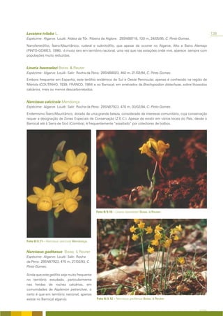 Lavatera triloba L.                                                                                                     139
Espécime: Algarve: Loulé: Aldeia da Tôr: Ribeira de Algibre: 29SNB8716, 120 m, 24/05/95, C. Pinto-Gomes.

Nanofanerófito, Íbero-Mauritânico, ruderal e subnitrófilo, que apesar de ocorrer no Algarve, Alto e Baixo Alentejo
(PINTO-GOMES, 1996), é muito raro em território nacional, uma vez que nas estações onde vive, aparece sempre com
populações muito reduzidas.


Linaria haenseleri Boiss. & Reuter
Espécime: Algarve: Loulé: Salir: Rocha da Pena: 29SNB8023, 450 m, 21/02/94, C. Pinto-Gomes.

Embora frequente em Espanha, este terófito endémico do Sul e Oeste Peninsular, apenas é conhecido na região de
Mértola (COUTINHO, 1939; FRANCO, 1984) e no Barrocal, em arrelvados de Brachypodion distachyae, sobre litossolos
calcários, mais ou menos descarbonatados.


Narcissus calcicola Mendonça
Espécime: Algarve: Loulé: Salir: Rocha da Pena: 29SNB7923, 470 m, 03/02/94, C. Pinto-Gomes.

Endemismo Íbero-Mauritânico, dotado de uma grande beleza, considerado de interesse comunitário, cuja conservação
requer a designação de Zonas Especiais de Conservação (Z.E.C.). Apesar de existir em vários locais do País, desde o
Barrocal até à Serra de Sicó (Coimbra), é frequentemente “assaltado” por colectores de bolbos.




                                               Foto II/3.10 – Linaria haenseleri Boiss. & Reuter.




Foto II/3.11 – Narcissus calcicola Mendonça.


Narcissus gaditanus Boiss. & Reuter
Espécime: Algarve: Loulé: Salir: Rocha
da Pena: 29SNB7923, 470 m, 27/02/93, C.
Pinto-Gomes.

Ainda que este geófito seja muito frequente
no território estudado, particularmente
nas fendas de rochas calcários, em
comunidades de Asplenion petrarchae, o
certo é que em território nacional, apenas
existe no Barrocal algarvio.                   Foto II/3.12 – Narcissus gaditanus Boiss. & Reuter.


                                                                                                              A FLORA
 