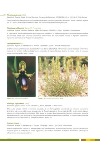 140 Narcissus obesus Salisb.
     Espécime: Algarve: Silves: S. B. de Messines: Cordeiros de Messines: 29SNB6723, 240 m, 10/01/95, C. Pinto-Gomes.

     Outro endemismo Íbero-Mauritânico que vive nos calcários com marcada influência oceânica, desde o Barrocal algarvio
     até ao Centro-Oeste calcário (FRANCO, 1994), em comunidades de Asplenion glandulosi.


     Narcissus willkommii (Samp.) A. Fernandes
     Espécime: Algarve:. Albufeira: Paderne: Ribeira de Quarteira: 29SNB7210, 30 m, 04/04/96, C. Pinto-Gomes.

     A “descoberta” deste interessante e raríssimo Narciso, endémico da Ribeira de Quarteira, em sítios temporariamente
     encharcados, sobre solos calcários com textura franco-limosa, em comunidades filiáveis na Agrostion castellanae,
     representa o único local conhecido da sua ocorrência.


     Ophrys vernixia Brot.
     Espécime: Algarve: S. Brás Alportel: S. Romão: 29SNB9414, 300 m, 04/04/95, Pinto-Gomes.

     Geófito tuberoso, endémico do Sudoeste da Península Ibérica (DELFORGE, 1994), raro e bastante localizado em território
     nacional, vive também no Barrocal algarvio, em arrelvados de Lygeo-Stipetea e clareiras de matos e orlas de bosques,
     sobre substrato calcário seco a fresco,




     Foto II/3.13 –Ophrys vernixia Brot.         Foto II/3.14 – Plantago algarbiensis Samp.


     Plantago algarbiensis Samp.
     Espécime : Algarve: Silves: Tunes: 29SNB6713, 100 m, 17/05/96, C. Pinto-Gomes.

     Mais outro achado notável, no território estudado, de um hemicriptófito, considerado de interesse comunitário
     prioritário, cuja conservação requer a designação de Zonas Especiais de Conservação (Z.E.C.) endémico do Algarve,
     apenas conhecido do Barrocal (FRANCO, 1984), donde se pensava já ter desaparecido, devido à continuada e agressiva
     expansão urbana. A sua herborização nas proximidades de Tunes representa, na actualidade, a única estação conhecida
     desta PLANTAGINACEAE assinalada no anexo II da Directiva 92/43/CEE.


     Prasium majus L.
     Espécime: Algarve: S. Brás Alportel: S. Romão: 29SNB9413, 120 m, 20/12/95, C. Pinto-Gomes.

     Embora seja bastante comum na área estudada, este nanofanerófito, da família das LAMIACEAE (LABIATAE), em território
     nacional apenas é conhecido do sector algarviense, em machiais termófilos de Pistacio-Rhamnetalia e fissuras de
     afloramentos rochosos de calcários.


     A FLORA
 