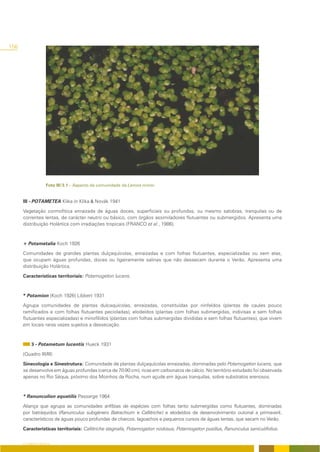 156




                    Foto III/3.1 – Aspecto da comunidade de Lemna minor.


      III - POTAMETEA Klika in Klika & Novák 1941

      Vegetação cormofitica enraizada de águas doces, superficiais ou profundas, ou mesmo salobras, tranquilas ou de
      correntes lentas, de carácter neutro ou básico, com órgãos assimiladores flutuantes ou submergidos. Apresenta uma
      distribuição Holártica com irradiações tropicais (FRANCO et al., 1986).



      + Potametalia Koch 1926

      Comunidades de grandes plantas dulçaquícolas, enraizadas e com folhas flutuantes, especializadas ou sem elas,
      que ocupam águas profundas, doces ou ligeiramente salinas que não dessecam durante o Verão. Apresenta uma
      distribuição Holártica.

      Características territoriais: Potamogeton lucens.



      * Potamion (Koch 1926) Libbert 1931

      Agrupa comunidades de plantas dulcaquícolas, enraizadas, constituídas por ninfeídos (plantas de caules pouco
      ramificados e com folhas flutuantes pecioladas), elodeídos (plantas com folhas submergidas, indivisas e sem folhas
      flutuantes especializadas) e miriofílidos (plantas com folhas submergidas divididas e sem folhas flutuantes), que vivem
      em locais raras vezes sujeitos a dessecação.



           3 - Potametum lucentis Hueck 1931

      (Quadro III/III)

      Sinecologia e Sinestrutura: Comunidade de plantas dulçaquícolas enraizadas, dominadas pelo Potamogeton lucens, que
      se desenvolve em águas profundas (cerca de 70-90 cm), ricas em carbonatos de cálcio. No território estudado foi observada
      apenas no Rio Séqua, próximo dos Moinhos da Rocha, num açude em águas tranquilas, sobre substratos arenosos.



      * Ranunculion aquatilis Passarge 1964

      Aliança que agrupa as comunidades anfíbias de espécies com folhas tanto submergidas como flutuantes, dominadas
      por batráquidos (Ranunculus subgénero Batrachium e Callitriche) e elodeídos de desenvolvimento outonal a primaveril,
      característicos de águas pouco profundas de charcos, lagoachos e pequenos cursos de águas lentas, que secam no Verão.

      Características territoriais: Callitriche stagnalis, Potamogeton nodosus, Potamogeton pusillus, Ranunculus saniculifolius.


      O COBERTO VEGETAL
 