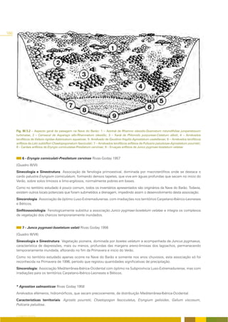 160




      Fig. III/3.2 – Aspecto geral da paisagem na Nave do Barão: 1 – Azinhal de Rhamno oleoidis-Quercetum rotundifoliae juniperetosum
      turbinatae, 2 – Carrascal de Asparago albi-Rhamnetum oleoidis; 3 – Xaral de Phlomido purpureae-Cistetum albidi, 4 – Arrelvados
      terofíticos de Velezio rigidae-Astericetum aquaticae; 5- Arrelvado de Gaudinio fragilis-Agrostietum castellanae; 6 – Arrelvados terofíticos
      anfíbios de Loto subbiflori-Chaetopogonetum fasciculati; 7 – Arrelvados terofíticos anfíbios de Pulicario paludosae-Agrostietum pourretii;
      8 – Cardais anfíbios de Eryngio corniculatae-Preslietum cervinae; 9 – Ervaçais anfíbios de Junco pygmaei-Isoetetum velatae.


           6 - Eryngio corniculati-Preslietum cervinae Rivas-Goday 1957
      (Quadro III/VI)
      Sinecologia e Sinestrutura: Associação de fenologia primoestival, dominada por macroterófitos onde se destaca o
      cardo palustre Eryngium corniculatum, formando densos tapetes, que vive em águas profundas que secam no inicio do
      Verão, sobre solos limosos e limo-argilosos, normalmente pobres em bases.
      Como no território estudado é pouco comum, todos os inventários apresentados são originários da Nave do Barão. Todavia,
      existem outros locais potenciais que foram submetidos a drenagem, impedindo assim o desenvolvimento desta associação.
      Sincorologia: Associação de óptimo Luso-Extremadurense, com irradiações nos territórios Carpetano-Ibérico-Leoneses
      e Béticos.
      Sinfitossociologia: Fenologicamente substitui a associação Junco pygmaei-Isoetetum velatae e integra os complexos
      de vegetação dos charcos temporariamente inundados.


           7 - Junco pygmaei-Isoetetum velati Rivas Goday 1956
      (Quadro III/VII)
      Sinecologia e Sinestrutura: Vegetação pioneira, dominada por Isoetes velatum e acompanhada de Juncus pygmaeus,
      característica de depressões, mais ou menos, profundas das margens areno-limosas dos lagoachos, permanecendo
      temporariamente inundada, aflorando no fim da Primavera e inicio do Verão.
      Como no território estudado apenas ocorre na Nave do Barão e somente nos anos chuvosos, esta associação só foi
      reconhecida na Primavera de 1996, período que registou quantidades significativas de precipitação.
      Sincorologia: Associação Mediterrânea-Ibérica-Ocidental com óptimo na Subprovíncia Luso-Extremadurense, mas com
      irradiações para os territórios Carpetano-Ibérico-Leoneses e Béticos.


      * Agrostion salmanticae Rivas Goday 1958
      Arrelvados efémeros, hidromórficos, que secam precocemente, de distribuição Mediterrânea-Ibérica-Ocidental.
      Características territoriais: Agrostis pourretii, Chaetopogon fasciculatus, Eryngium galioides, Galium viscosum,
      Pulicaria paludosa.


      O COBERTO VEGETAL
 