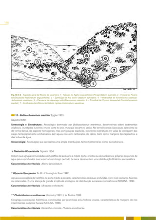 168




      Fig. III/3.5 – Aspecto geral da Ribeira de Quarteira: 1– Tabuais de Typho angustifoliae-Phragmitetum australis; 2 – Freixial de Ficario
      ranunculoidis-Fraxinetum angustifoliae; 3 – Zambujal de Aro italici-Oleetum sylvestris; 4 – Medronhal de Aristolochio baeticae-
      -Arbutetum unedonis; 5 – Carrascal de Asparago albi-Rhamnetum oleoidis; 6 – Tomilhal de Thymo lotocephali-Coridothymetum
      capitati; 7 – Arrelvados terofíticos de Velezio rigidae-Astericetum aquaticae.




           12 - Bolboschoenetum maritimi Eggler 1933

      (Quadro III/XII)

      Sinecologia e Sinestrutura: Associação dominada por Bolboschoenus maritimus, desenvolvida sobre sedimentos
      argilosos, inundados durante a maior parte do ano, mas que secam no Verão. No território esta associação apresenta-se
      de forma densa, de aspecto homogéneo, mas com poucas espécies, ocorrendo sobretudo em valas de drenagem das
      naves temporariamente encharcadas, por águas ricas em carbonatos de cálcio, bem como margens dos lagoachos e
      das linhas de água.

      Sincorologia: Associação que apresenta uma ampla distribuição, tanto mediterrânea como eurosiberiana.



      + Nasturtio-Glycerietalia Pignatti 1954

      Ordem que agrupa comunidades de helófítos de pequeno e médio porte, erectos ou decumbentes, próprias de cursos de
      água pouco profundos que suportam um longo período de seca. Apresentam uma distribuição Holártica euroasiática.

      Características territoriais: Alisma lanceolatum.



      * Glycerio-Sparganion Br.-Bl. & Sissingh in Boer 1942

      Agrupa associações de helófitos de porte médio a elevado, características de águas profundas, com nível oscilante, fluentes
      ou estancadas. É uma aliança de grande amplitude ecológica, de distribuição europeia e norteafricana (MOLINA, 1996).

      Características territoriais: Myosotis welwitschii.



      ** Phalaridenion arundinaceae (Kopecky 1961) J. A. Molina 1996

      Congrega associações helófiticas, constituídas por gramíneas e/ou fórbios vivazes, características de margens de rios
      intermitentes ou leitos fluviais (MOLINA, 1996).

      Características territoriais: Oenanthe croccata, Phalaris arundinacea.


      O COBERTO VEGETAL
 