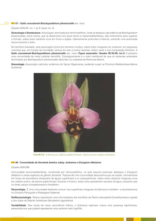 218        47 – Galio concatenati-Brachypodietum phoenicoidis ass. nova

      (Quadro III/XLVII: inv. 1 ao 9; typus inv. 3)

      Sinecologia e Sinestrutura: Associação dominada por hemicriptófitos, onde se destaca a abundância de Brachypodium
      phoenicoides, entre outros, que se desenvolve nos pisos termo e mesomediterrâneos, sob ombroclima seco superior
      a húmido, sobre solos calcários ricos em limos e argilas, relativamente profundos e frescos, sofrendo uma acentuada
      secura durante o estio.

      No território estudado, esta associação ocorre em terrenos incultos, sobre solos margosos do Jurássico, em pequenas
      manchas que, em função da humidade, textura do solo e outros factores, fazem variar a sua composição florística. A
      Galio concatenati-Brachypodietum phoenicoidis ass. nova (Typus associatio: Quadro III/XLVII, inv.3) é portanto
      uma comunidade de maior carácter termófilo. Corologicamente é o mais meridional do que os restantes arrelvados
      dominados por Brachypodium phoenicoides descritos no sudoeste da Península Ibérica.

      Sincorologia: Associação calcícola, endémica do Sector Algarviense, podendo surgir na Província Mediterrânea Ibérica
      Ocidental.




                             Foto III/3.8 - A ORCHIDACEAE Ophrys apifera Hudson: planta comum nestes arrelvados.


           48 - Comunidade de Serratula baetica subsp. lusitanica e Eryngium dilatatum

      (Quadro III/XLVIII)

      Comunidade termomediterrânea, constituída por hemicriptófitos, na qual assume particular destaque o Eryngium
      dilatatum e várias espécies do género Serratula. Trata-se de uma comunidade descontínua que se instala, normalmente
      em locais de escorrência temporária de águas superficiais e ou subsuperficiais, sobre solos calcários margosos ricos
      em calcário activo, de textura argilo-limosa. Durante o Inverno, estes solos apresentam excesso de água, enquanto que
      no Verão secam completamente e fendilham.

      Sincorologia: É uma comunidade bastante comum nas superfícies margosas do Barrocal e também a reconhecemos
      no Divisório Português e Ribatagano-Sadense.

      Sinfitossociologia: Parece representar uma orla herbácea dos tomilhais de Thymo lotocephali-Coridothymetum capitati
      e dos tojais de Siderito lusitanicae-Genistetum algarbiensis.

      Variabilidade: Nos locais de maior escorrência hídrica, o Schoenus nigricans marca uma presença significativa,
      parecendo-nos que poderá representar uma variante mais higrófila.


      O COBERTO VEGETAL
 