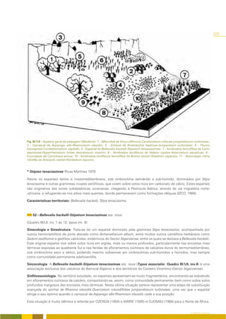 Agrupa comunidades graminóides vivazes, de porte elevado, profundamente enraizadas, que se desenvolvem sobre                                225
solos profundos e eutróficos, permeáveis, carentes de hidromorfia, nitrificação ou sais halogénicos. Apresenta o seu
óptimo do termo ao supramediterrâneo, sob ombroclima semiárido a seco, do ocidente da Região Mediterrânea.

Características territoriais: Allium baeticum, Leuzea conifera, Ophrys bombyliflora, Ophrys dyris, Ophrys lutea, Ophrys
tenthredinifera, Orchis picta, Ornithogalum gussonei, O. narbonense, Phlomis lychnitis.




Fig. III/3.8 – Aspecto geral da paisagem (Albufeira): 1 - Alfarrobal de Vinco difformis-Ceratonietum siliquae juniperetosum turbinatae;
2 - Carrascal de Asparago albi-Rhamnetum oleoidis; 3 - Zimbral de Aristolochio baeticae-Juniperetum turbinatae; 4 - Thymo
lotocephali-Coridothymetum capitatti; 5 - Espartal de Bellevalio hackelli-Stipetum tenacessimae; 7 - Arrelvados termófilos de Carici
depressae-Hyparrhenietum hirtae daucetosum maximi; 8 - Arrelvados terofíticos de Velezio rigidae-Astericetum aquaticae; 9 -
Counidade de Carrichtera annua; 10 - Arrelvados terofíticos termófilos de Bromo tectori-Stipetum capensis; 11 - Associação viária
nitrófila de Anacyclo radiati-Hordeetum leporini.


* Stipion tenacissimae Rivas-Martínez 1978

Reúne os espartais termo e mesomediterrâneos, sob ombroclima semiárido a sub-húmido, dominados por Stipa
tenacissima e outras gramíneas vivazes xerófiticas, que vivem sobre solos ricos em carbonato de cálcio. Estes espartais
são originários das zonas subdesérticas ucranianas, chegando à Península Ibérica, através da via migratória norte-
-africana, e refugiando-se nos sítios mais quentes, donde permanecem como formações réliquas (IZCO, 1984).

Características territoriais: Bellevalia hackelii, Stipa tenacissima.



    52 - Bellevalio hackelli-Stipetum tenacissimae ass. nova

(Quadro III/LII, inv. 1 ao 12; typus inv. 8)

Sinecologia e Sinestrutura: Trata-se de um espartal dominado pela gramínea Stipa tenacissima, acompanhada por
outros hemicriptófitos de porte elevado como Arrhenatherum album, entre muitos outros caméfitos herbáceos como
Sedum sediforme e geófitos calcícolas, endémicos do Sector Algarviense, entre os quais se destaca a Bellevalia hackelii.
Este original espartal vive sobre solos ricos em argilas, mais ou menos profundos, particularmente nas encostas mais
térmicas expostas ao quadrante Sul e nas fendas de afloramentos rochosos de calcários duros do termomediterrâneo,
sob ombroclima seco a xérico, podendo mesmo sobreviver em ombroclimas sub-húmidos a húmidos, mas sempre
como comunidade permanente edafoxerófila.

Sincorologia: A Bellevalio hackelli-Stipetum tenacissimae ass. nova (Typus associatio: Quadro III/LII, inv.8) é uma
associação exclusiva dos calcários do Barrocal Algarvio e dos territórios do Costeiro Vicentino (Sector Algarviense).

Sinfitossociologia: No território estudado, os espartais apresentam-se muito fragmentários, encontrando-se sobretudo
em afloramentos rochosos de calcário, comportando-se, assim, como comunidade permanente, bem como sobre solos
profundos margosos das encostas mais térmicas. Nesta última situação parece representar uma etapa de substituição
avançada do azinhal de Rhamno oleoidis-Quercetum rotundifoliae juniperetosum turbinatae, uma vez que o espartal
atinge o seu óptimo quando o carrascal de Asparago albi-Rhamnion oleoidis cede a sua posição.

Esta situação é muito idêntica à referida por OZENDA (1954) e MAIRE (1926) in DJEBAILI (1984) para o Norte de África.


                                                                                                                        O COBERTO VEGETAL
 