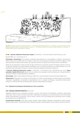 232




      Fig. III/3.9 - Aspecto geral de um talude (Pico Alto): 1 - Comunidade de Plantago albicans; 2 - Arrelvados vivazes termófilos de Carici
      depressae-Hyparrhenietum hirtae daucetosum maximi; 3 - Arrelvados terofíticos de Velezio rigidae-Astericetum aquaticae; 4 -
      Cardal de Dauco maximi-Notobasietum syriacae.




           56 - Narcisso willkommii-Festucetum amplae J. Rosa-Pinto, C. Pinto-Gomes & R. Paiva-Ferreira ass. nova.
      (Quadro III/LVI: inv. 1 ao 6; typus inv. 4)
      Sinecologia e Sinestrutura: Comunidade constituída essencialmente por hemicriptófitos e terófitos, dominada por
      Festuca ampla que se desenvolve nas margens e leitos dos cursos de água temporários do Barrocal Algarvio, sobre
      solos profundos, de textura areno-limosa, que suportam durante uma época do ano hidromorfismo considerável.
      Apesar de ser frequente em todas as linhas de água do Barrocal só raramente constitui formações extensas. Contudo,
      na ribeira de Quarteira foi possível realizar amostragens, que nos permitiram detectar um cortejo florístico rico e com
      identidade, pois neste elenco faz parte o raríssimo endemismo algarviense Narcissus willkommii.
      A Narcisso willkommii-Festucetum amplae J. Rosa-Pinto, C. Pinto-Gomes & R. Paiva-Ferreira ass. nova. (Typus
      associatio: Quadro III/LVI, inv.4) parece ser uma vicariante da associação Luso-Extremadurense e Carpetano-Ibérico-
      -Leonesa da Festuco amplae-Agrostietum castellanae.
      Sincorologia: Dada a exclusividade de Narcissus willkommii, esta associação é exclusiva do Sector Algarviense.
      Sintaxonomia: Representa uma etapa de substituição, de origem antropozoógena do freixial (Ficario ranunculoidis-
      -Fraxinetum angustifoliae), contactando, frequentemente com o tamargal de Polygono equisetiformis-Tamaricetum
      africanae e o loendral de Rubo ulmifolii-Nerietum oleandri aristolochietosum baeticae.


      E.c) - Vegetação de pastagens antropizadas por corte ou pastoreio


      XVII - MOLINIO-ARRHENATHERETEA Tüxen 1937
      Vegetação herbácea vivaz, constituída por prados e juncais, onde dominam hemicriptófitos e geófitos, desenvolvida
      sobre solos, mais ou menos, húmidos e profundos, submetidos a inundações ou a encharcamentos e com trofia variável
      devido, essencialmente, ao pastoreio, mais ou menos, intensivo. São comunidades que se distribuem tanto na região
      Eurosiberiana como na Mediterrânica.
      Características territoriais: Carex flacca subsp. serratula, Crepis capillaris, Equisetum ramosissimum, Holcus lanatus,
      Narcissus bulbocodium, Parentucellia viscosa, Plantago lanceolata, Prunella vulgaris, Senecio foliosus, Schoenus nigricans.




      O COBERTO VEGETAL
 