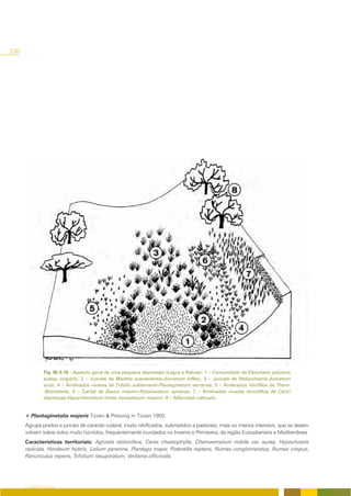 236




                Fig. III/3.10 - Aspecto geral de uma pequena depressão (Lagos e Relvas): 1 – Comunidade de Eleocharis palustris
                subsp. vulgaris, 2 – Juncais de Mentho suaveolentis-Juncetum inflexi, 3 – Juncais de Holoschoeno-Juncetum
                acuti, 4 – Arrelvados vivazes de Trifolio subterranei-Plantaginetum serrariae, 5 – Arrelvados nitrófilos de Thero-
                -Brometalia, 6 – Cardal de Dauco maximi-Notobasetum syriacae, 7 – Arrelvados vivazes termófilos de Carici
                depressae-Hyparrhenietum hirtae daucetosum maximi, 8 – Alfarrobal cultivado.


      + Plantaginetalia majoris Tüxen & Preising in Tüxen 1950
      Agrupa prados e juncais de caracter ruderal, muito nitrificados, submetidos a pastoreio, mais ou menos intensivo, que se desen-
      volvem sobre solos muito húmidos, frequentemente inundados no Inverno e Primavera, da região Eurosiberiana e Mediterrânea.
      Características territoriais: Agrostis stolonifera, Carex chaetophylla, Chamaemelum nobile var. aurea, Hypochoeris
      radicata, Hordeum hystrix, Lolium perenne, Plantago major, Potentilla reptans, Rumex conglomeratus, Rumex crispus,
      Ranunculus repens, Trifolium resupinatum, Verbena officinalis.




      O COBERTO VEGETAL
 