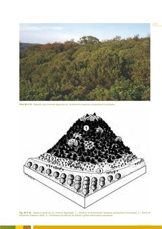 273




Foto III/3.19 - Aspecto dos zimbrais algarvios de Aristolochio baeticae-Juniperetum turbinatae.




Fig. III/3.18 - Aspecto geral de um zimbral (Espargal): 1 – Zimbral de Aristolochio baeticae-Juniperetum turbinatae, 2 – Xaral de
Phlomido-Cistetum albidi, 3 – Arrelvados terofíticos de Velezio rigidae-Astericetum aquaticae.



                                                                                                                   O COBERTO VEGETAL
 