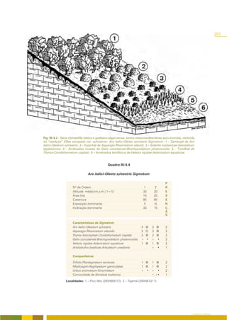 283




Fig. III/4.2 - Série climatófila bética e gaditano-algarviense, termo-mesomediterrânea seco-húmida, vertícola
do “zambujo” (Olea europaea var. sylvestris): Aro italici-Oleeto sylvestris Sigmetum: 1 – Zambujal de Aro
italici-Oleetum sylvestris; 2 – Espinhal de Asparago-Rhamnetum oleoidi; 3 – Siderito lusitanicae-Genistetum
algarbiensis; 4 – Arrelvados vivazes de Galio concatenati-Brachypodietum phoenicoidis; 5 – Tomilhal de
Thymo-Coridothymetum capitati; 6 – Arrelvados terofíticos de Velezio rigidae-Astericetum aquaticae.



                                              Quadro III/4.4

                                Aro italici-Oleeto sylvestris Sigmetum

                                                                                            P
                     Nº de Ordem                                        1           2       R
                     Altitude média (m.s.m.) 1=10                      30          30       E
                     Área (ha)                                         10          20       S
                     Cobertura                                         85          90       E
                     Exposição dominante                               S           N        N
                     Inclinação dominante                              30          15       Ç
                                                                                            A
                                                                                            S

                     Características de Sigmetum
                     Aro italici-Oleetum sylvestris                   4           3         2
                     Asparago-Rhamnetum oleoidis                      3           3         2
                     Thymo lotocephali-Coridothymetum capitati        3           2         2
                     Galio concatenati-Brachypodietum phoenicoidis    + •         +     •   2
                     Velezio rigidae-Astericetum aquaticae            1           1         2
                     Aristolochio baeticae-Arbutetum unedonis           .         +     •   1

                     Companheiras

                     Trifolio-Plantaginetum serrariae                 1           1         2
                     Medicagini-Aegilopetum geniculatae               1           1         2
                     Urtico smirnietum-Smyrnietum                     +       •   + •       2
                     Comunidade de Serratula lusitanica                   .       + /•      1

                Localidades: 1 – Pico Alto (29SNB9312); 2 – Tigarral (29SNB7211).




                                                                                                          O COBERTO VEGETAL
 