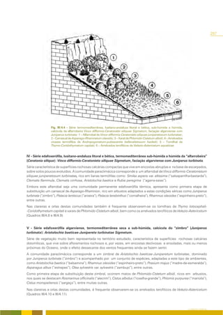 287




                 Fig. III/4.4 - Série termomediterrânea, lusitano-andaluza litoral e bética, sub-húmida a húmida,
                 calcícola da alfarrobeira Vinco difformis-Ceratonieto siliquae Sigmetum, faciação algarviense com
                 Juniperus turbinata: 1 – Alfarrobal de Vinco difformis-Ceratonieto siliquae juniperetosum turbinatae;
                 2 – Carrascal de Asparago-Rhamnetum oleoidis; 3 – Xaral de Phlomido-Cistetum albidi; 4 – Arrelvados
                 vivazes termófilos de Andropogonetum-pubescentis bellevalietosum hackelii; 5 – Tomilhal de
                 Thymo-Coridothymetum capitati; 6 – Arrelvados terofíticos de Velezio-Astericetum aquaticae.


IV - Série edafoxerófila, lusitano-andaluza litoral e bética, termomediterrânea sub-húmida a húmida da “alfarrobeira”
(Ceratonia siliqua): Vinco difformis-Ceratonieto siliquae Sigmetum, faciação algarviense com Juniperus turbinata.
Série característica de superfícies rochosas calcárias compactas que vive em encostas abruptas e na base de escarpados,
sobre solos poucos evoluídos. A comunidade paraclimácica corresponde a um alfarrobal de Vinco difformis-Ceratonietum
siliquae juniperetosum turbinatae, rico em lianas termófilas como: Smilax aspera var. altissima (“salsaparrilha-bastarda”),
Clematis flammula, Clematis cirrhosa, Aristolochia baetica e Rubia peregrina (“agarra-saias”).
Embora este alfarrobal seja uma comunidade permanente edafoxerófila térmica, apresenta como primeira etapa de
substituição um carrascal de Asparago-Rhamnion, rico em arbustos adaptados a estas condições xéricas como Juniperus
turbinata (“zimbro”), Pistacia lentiscus (“aroeira”), Pistacia terebinthus (“cornalheira”), Rhamnus oleoides (“espinheiro-preto”),
entre outras.
Nas clareiras e orlas destas comunidades também é frequente observarem-se os tomilhais de Thymo lotocephali-
-Coridothymetum capitati e xarais de Phlomido-Cistetum albidi, bem como os arrelvados terofíticos de Velezio-Astericetum
(Quadros III/4.8 e III/4.9).


V - Série edafoxerófila algarviense, termomediterrânea seca a sub-húmida, calcícola do “zimbro” (Juniperus
turbinata): Aristolochio baeticae-Junipereto turbinatae Sigmetum.
Série de vegetação muito bem representada no território estudado, característica de superfícies rochosas calcárias
dolomíticas, que vive sobre afloramentos rochosos e, por vezes, em encostas declivosas e ensoladas, mais ou menos
próximas do Oceano, onde o efeito dessecante dos ventos frequentes ainda se fazem sentir.
A comunidade paraclimácica corresponde a um zimbral de Aristolochio baeticae-Juniperetum turbinatae, dominado
por Juniperus turbinata (“zimbro”) e acompanhado por um conjunto de espécies, adaptadas a este tipo de ambientes,
como Aristolochia baetica (“balsamina”), Rhamnus oleoides (“espinheiro-preto”), Prasium majus (“madre-de-esmeralda”),
Asparagus albus (“estrepes”), Olea sylvestris var. sylvestris (“zambujo”), entre outras.
Como primeira etapa de substituição deste zimbral, ocorrem matos de Phlomido-Cistetum albidi, ricos em arbustos,
nos quais se destacam Rosmarinus officinalis (“alecrim”), Cistus albidus (“roselha-grande”), Phlomis purpurea (“marioila”),
Cistus monspeliensis (“sargaço”), entre muitas outras.

Nas clareiras e orlas destas comunidades, é frequente observarem-se os arrelvados terofíticos de Velezio-Astericetum
(Quadros III/4.10 e III/4.11).



                                                                                                                         O COBERTO VEGETAL
 