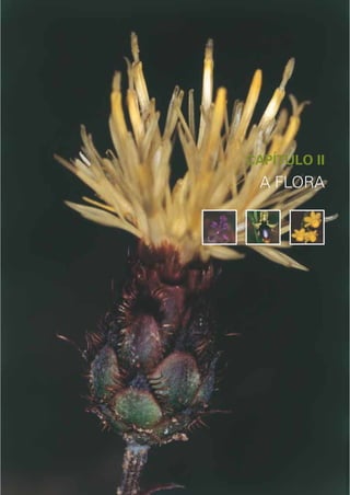 45




CAPÍTULO II
 A FLORA




         A FLORA
 
